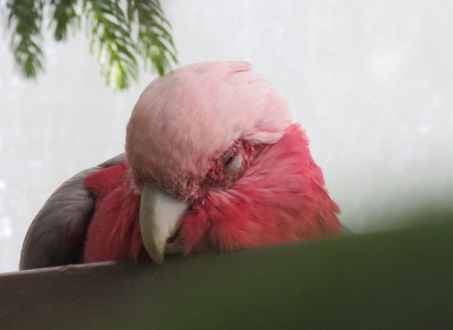 Galah