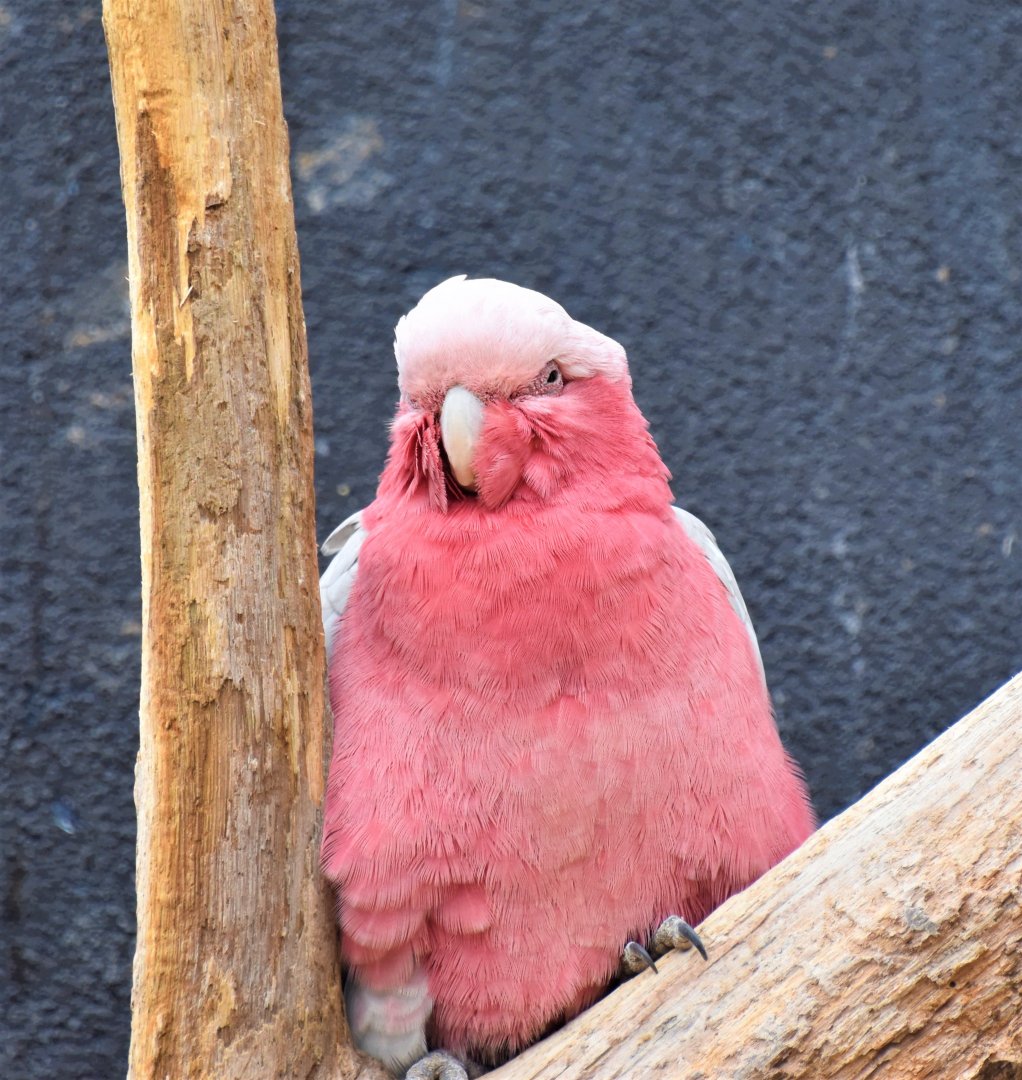 Galah