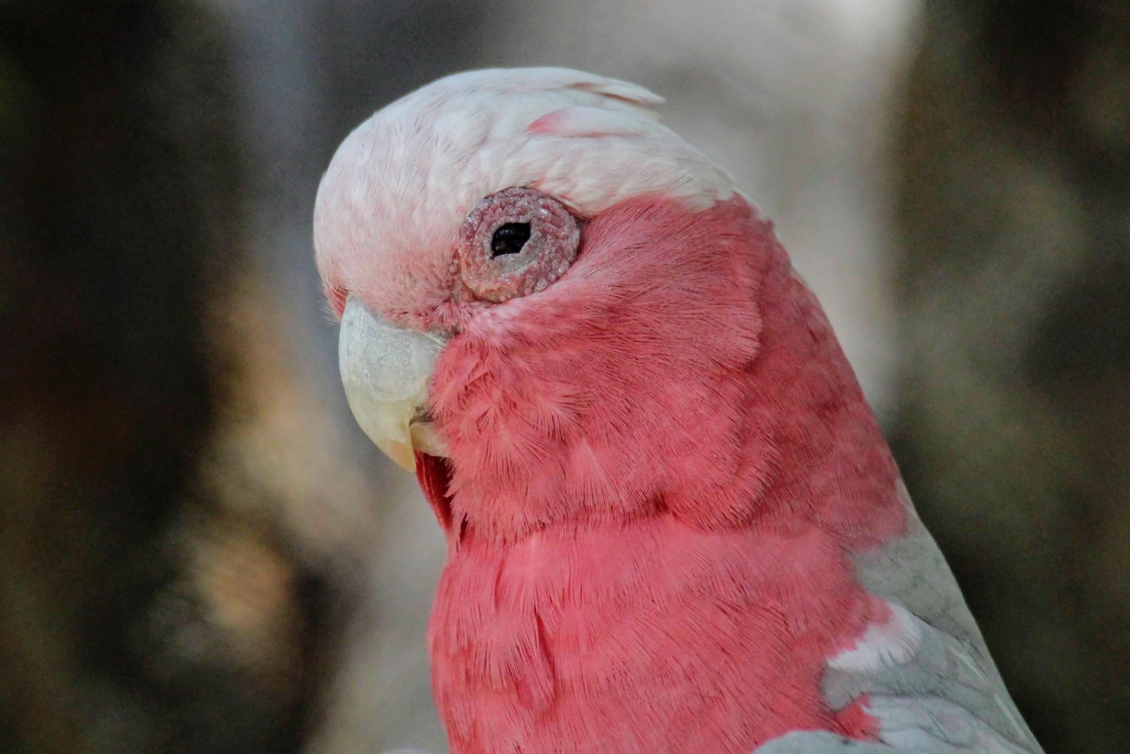 Galah