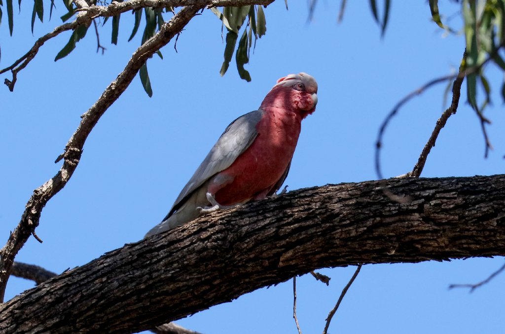 Galah