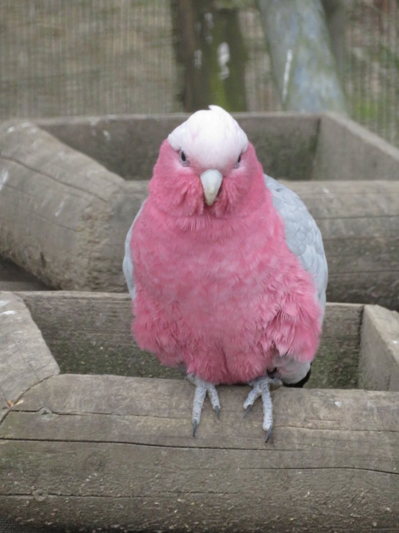 Galah