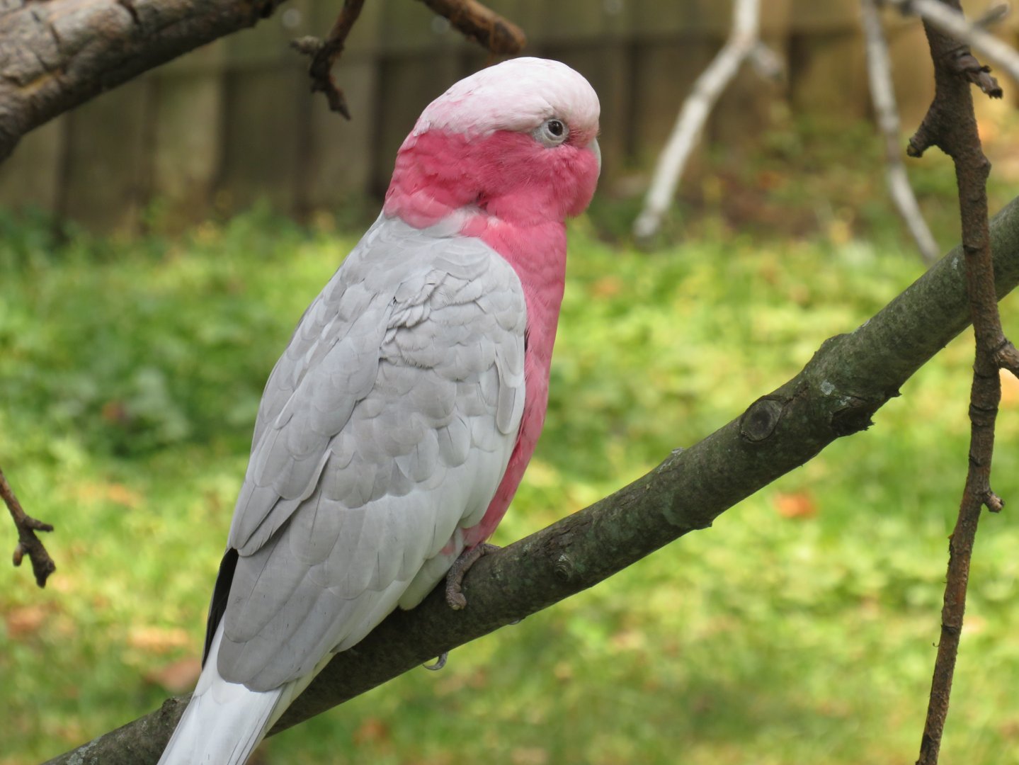 Galah