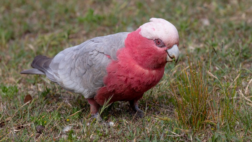 Galah