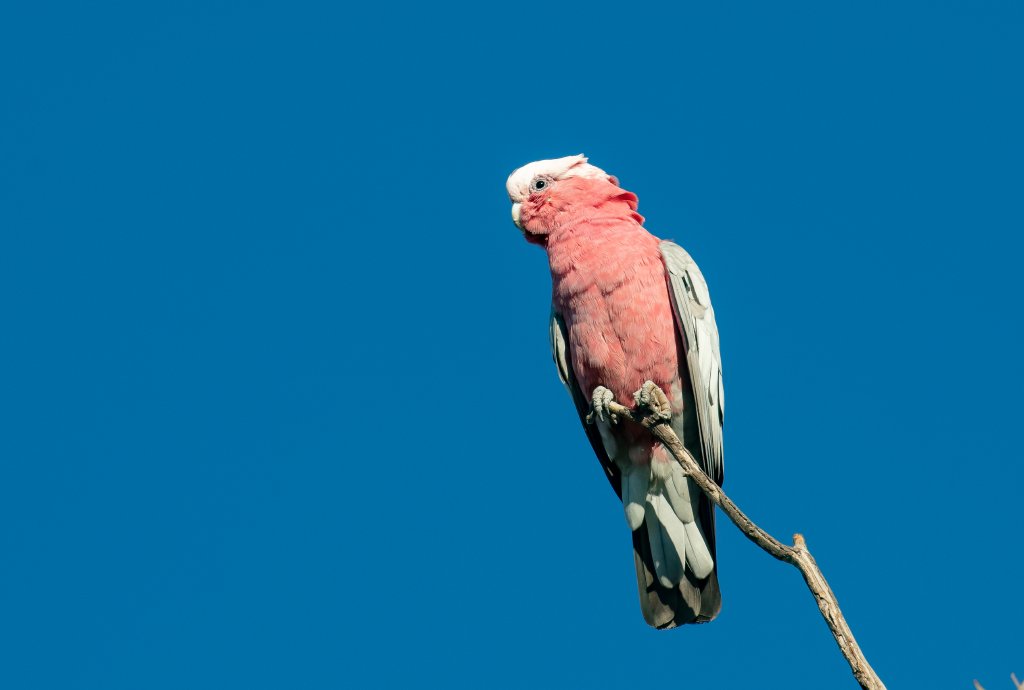 Galah