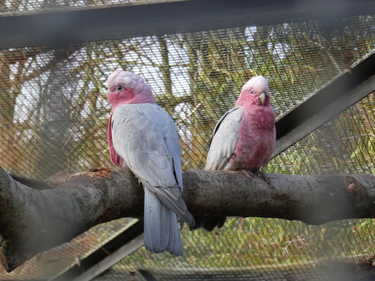 Galah