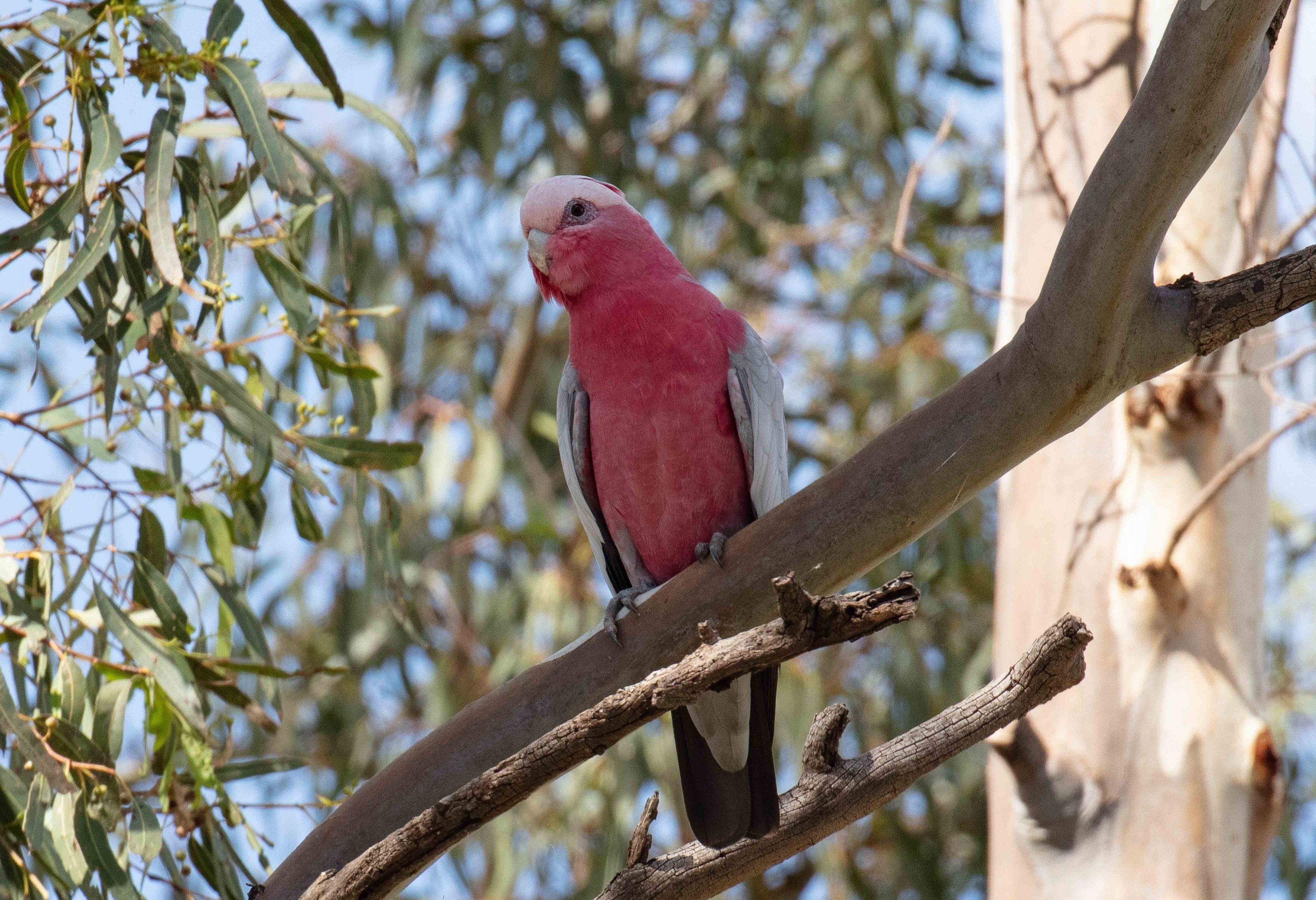 Galah
