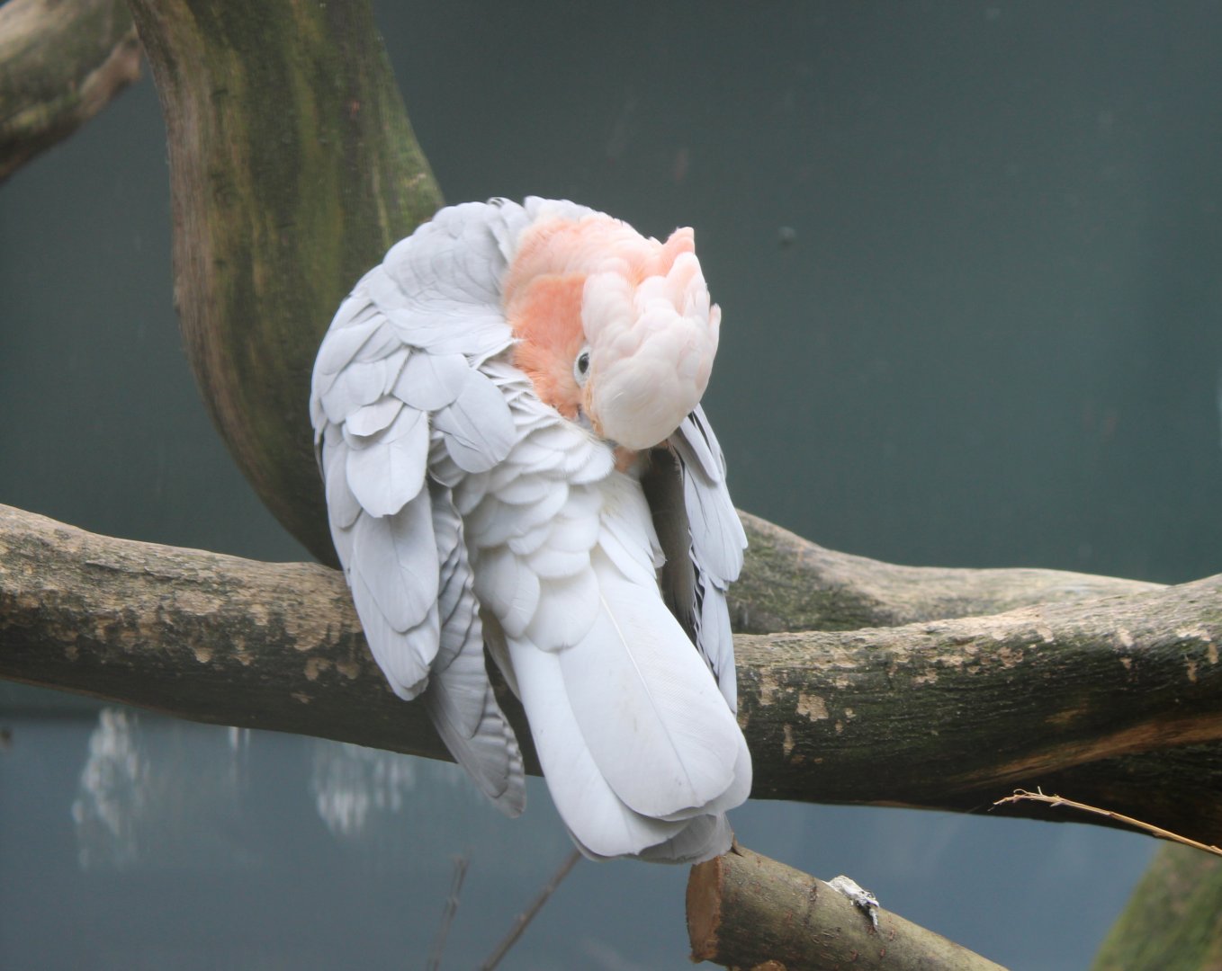Galah