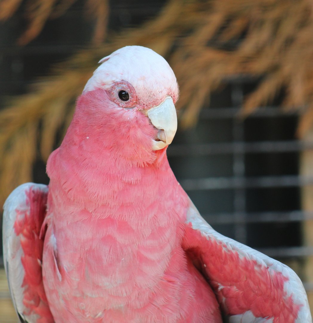 Galah