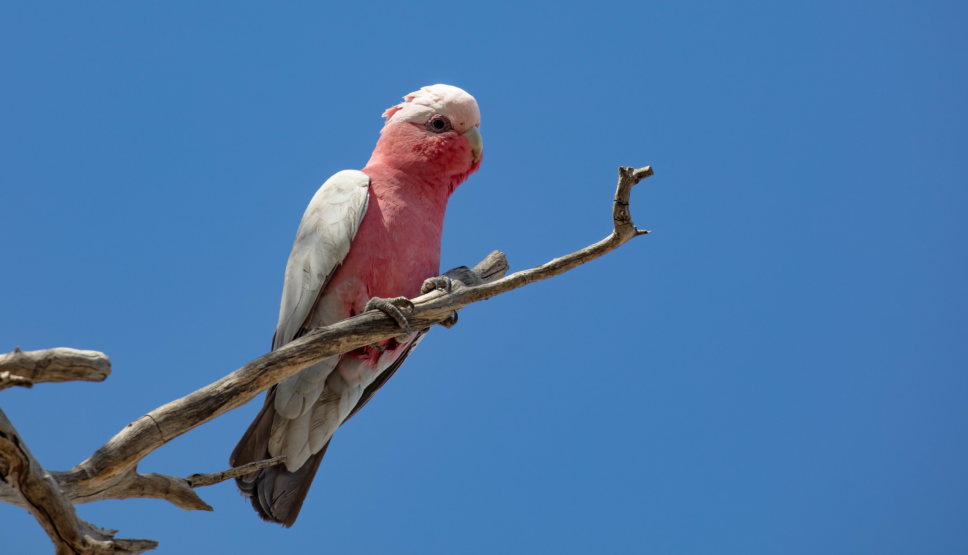 Galah