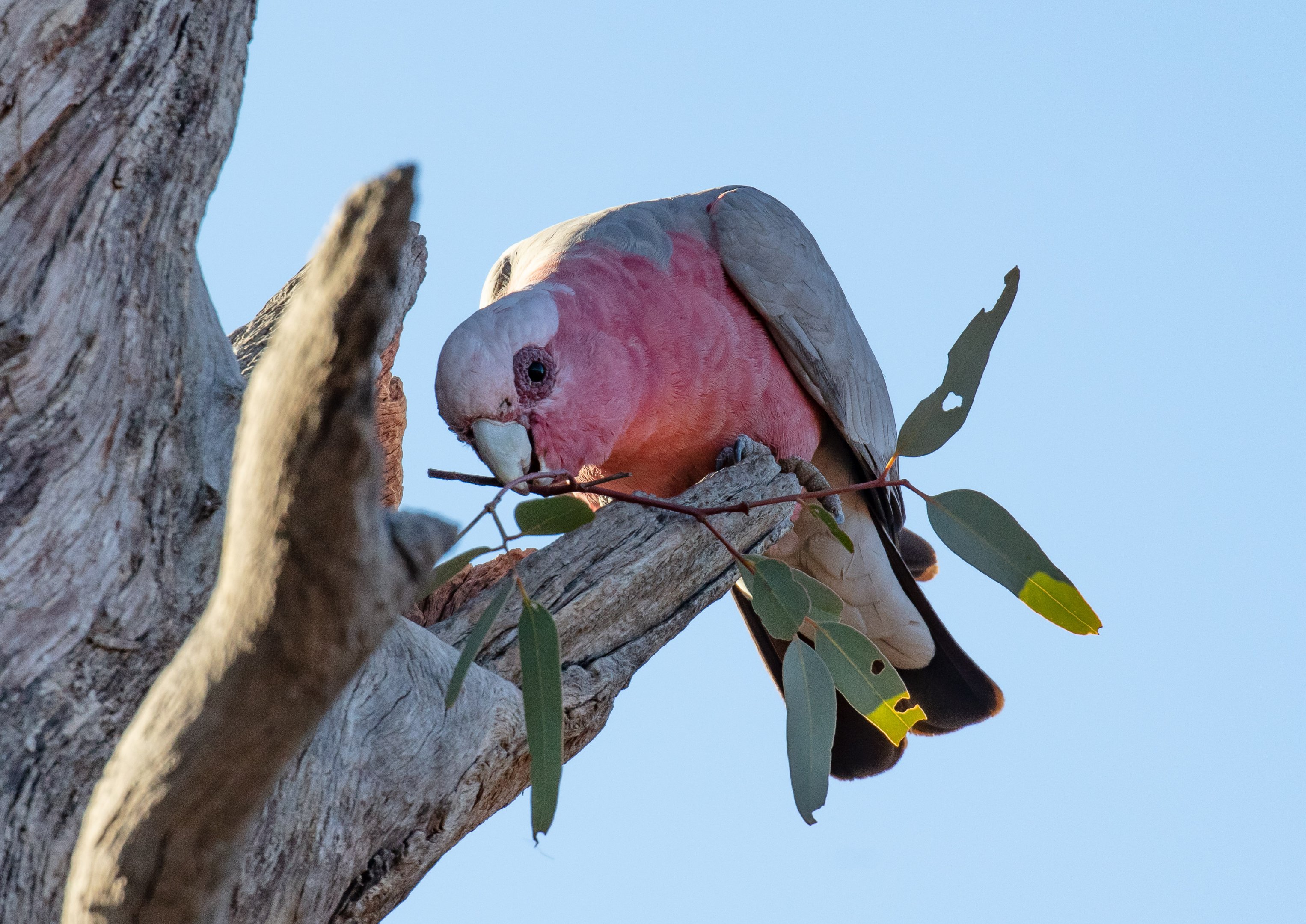 Galah