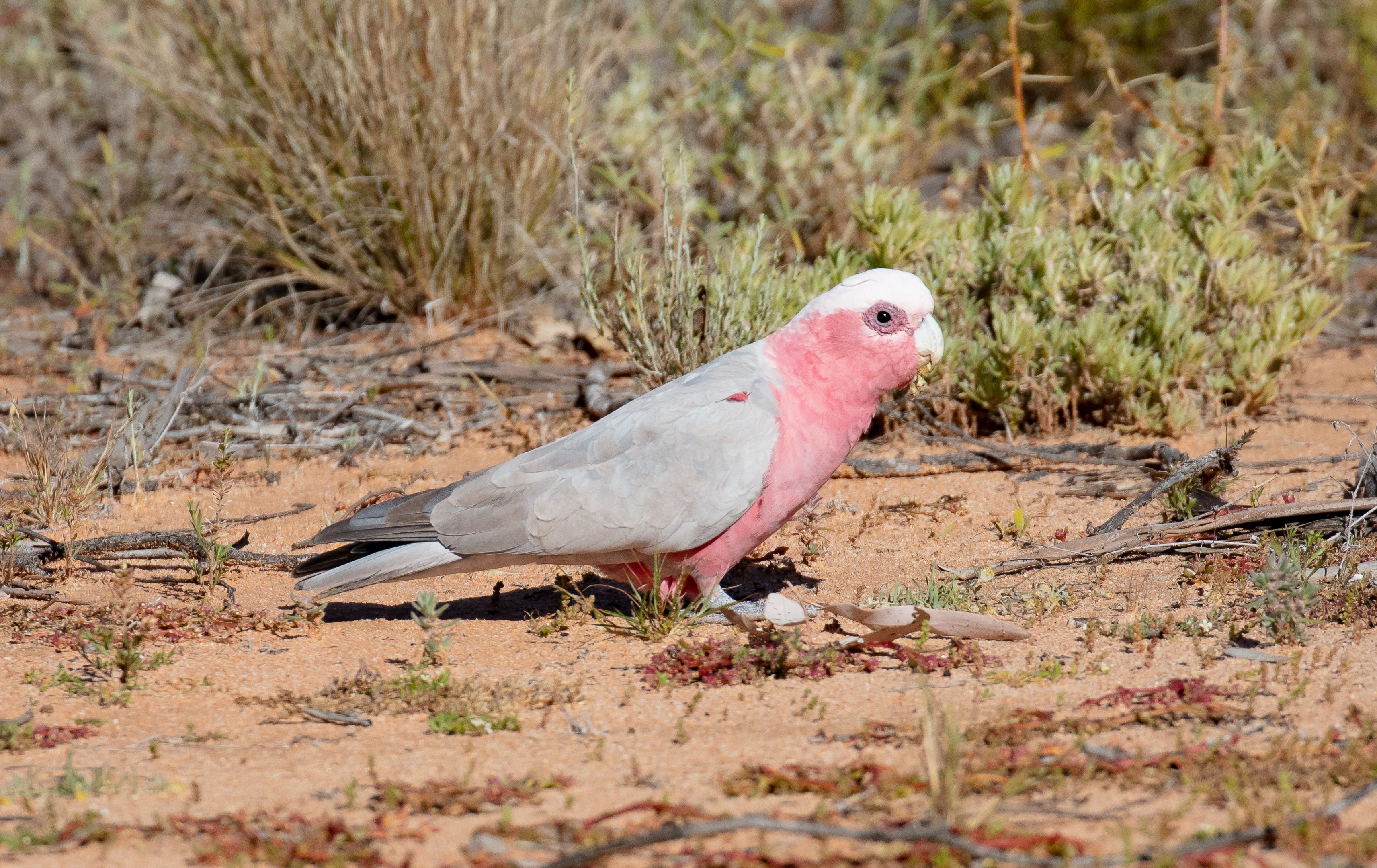 Galah