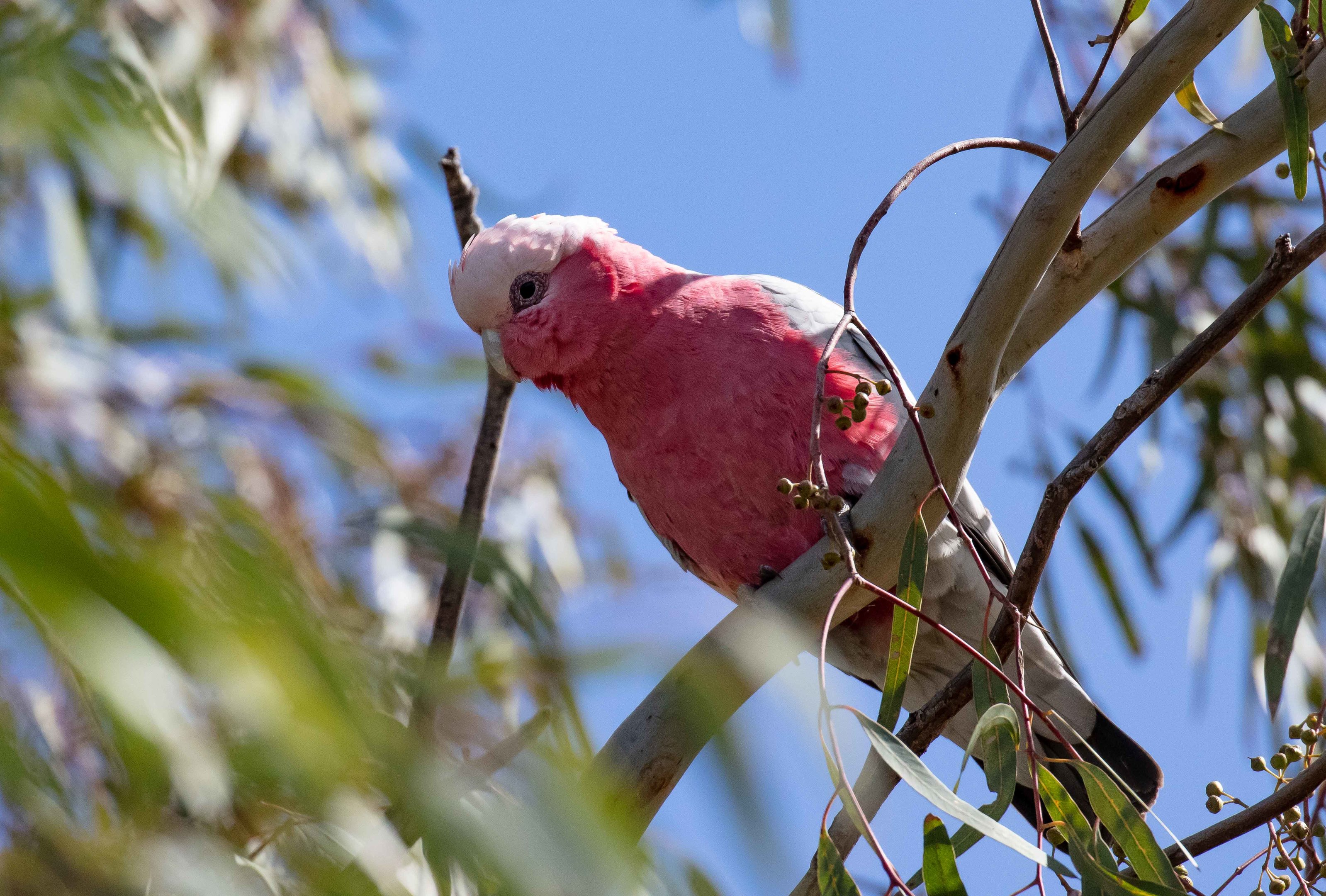Galah