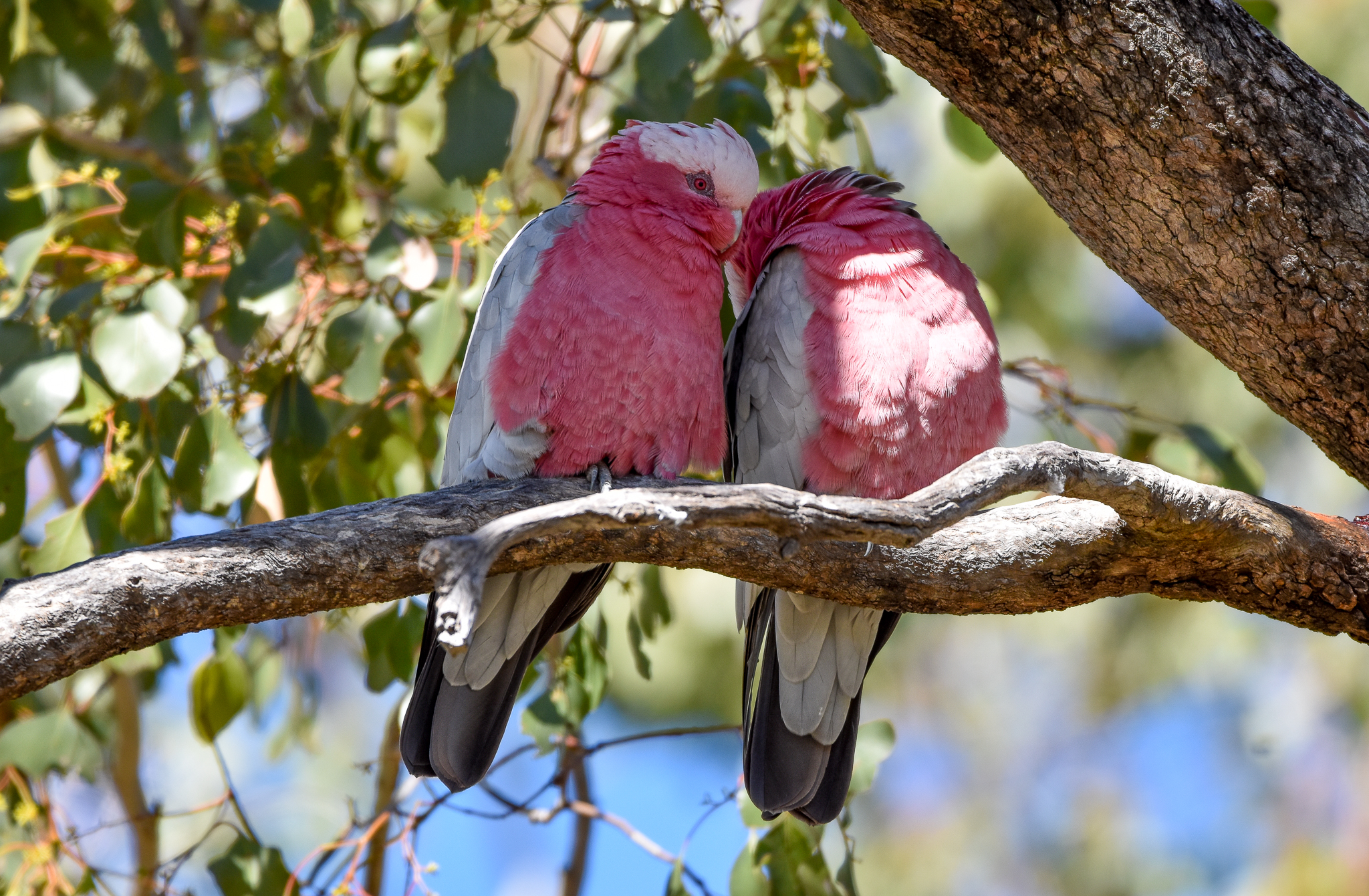 Galah