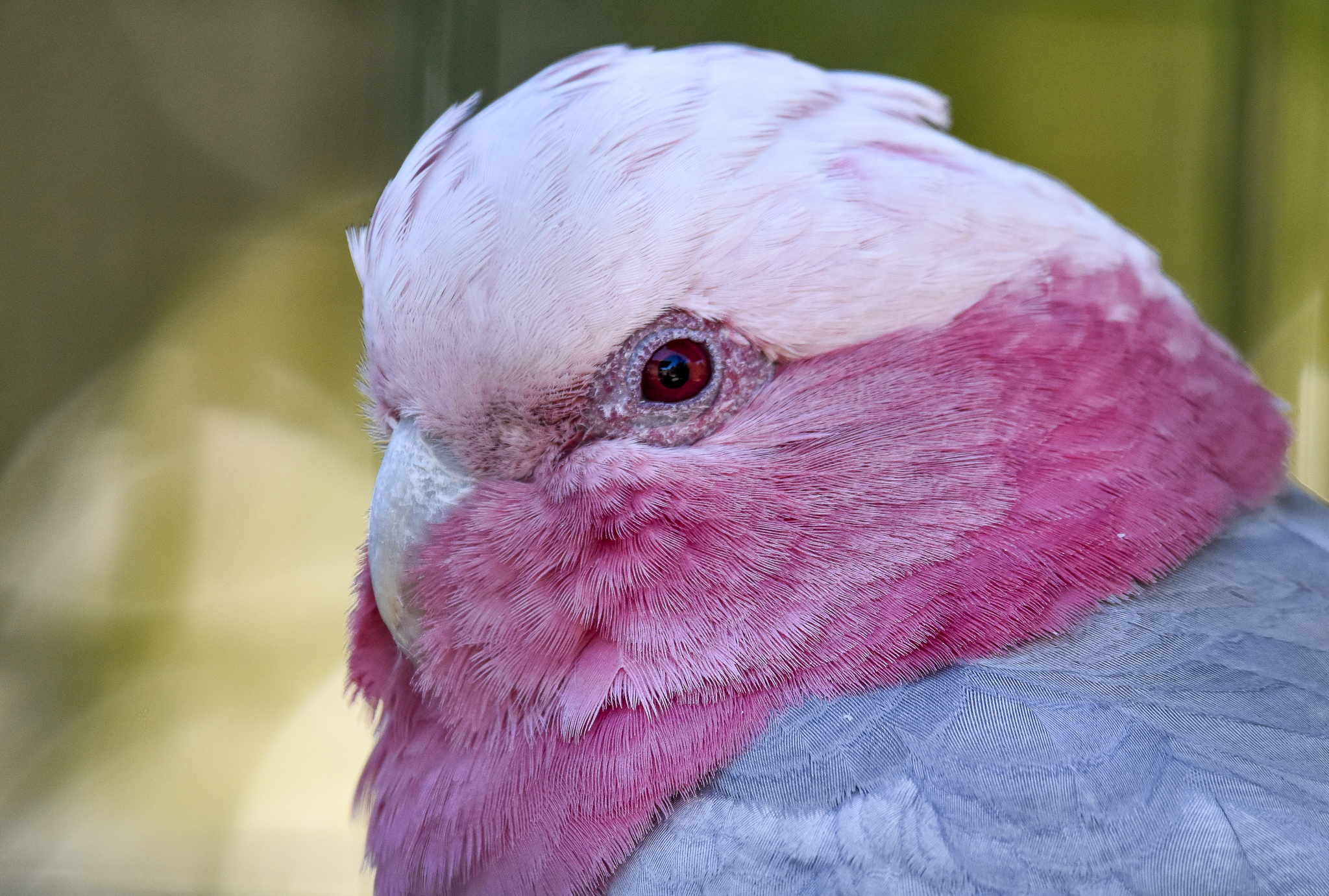 Galah