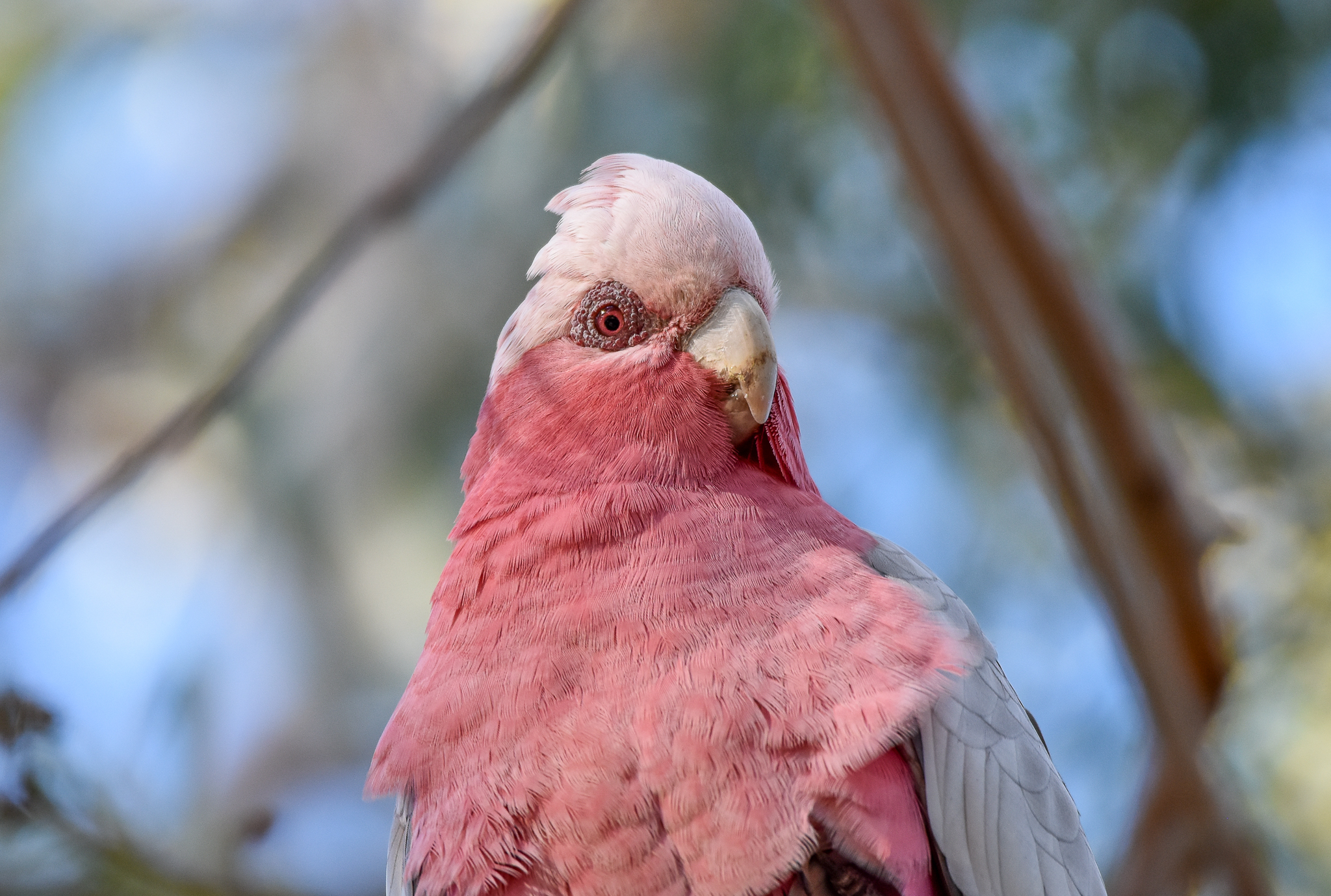 Galah
