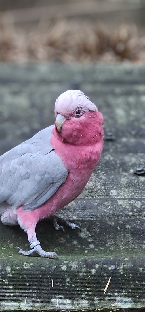 Galah