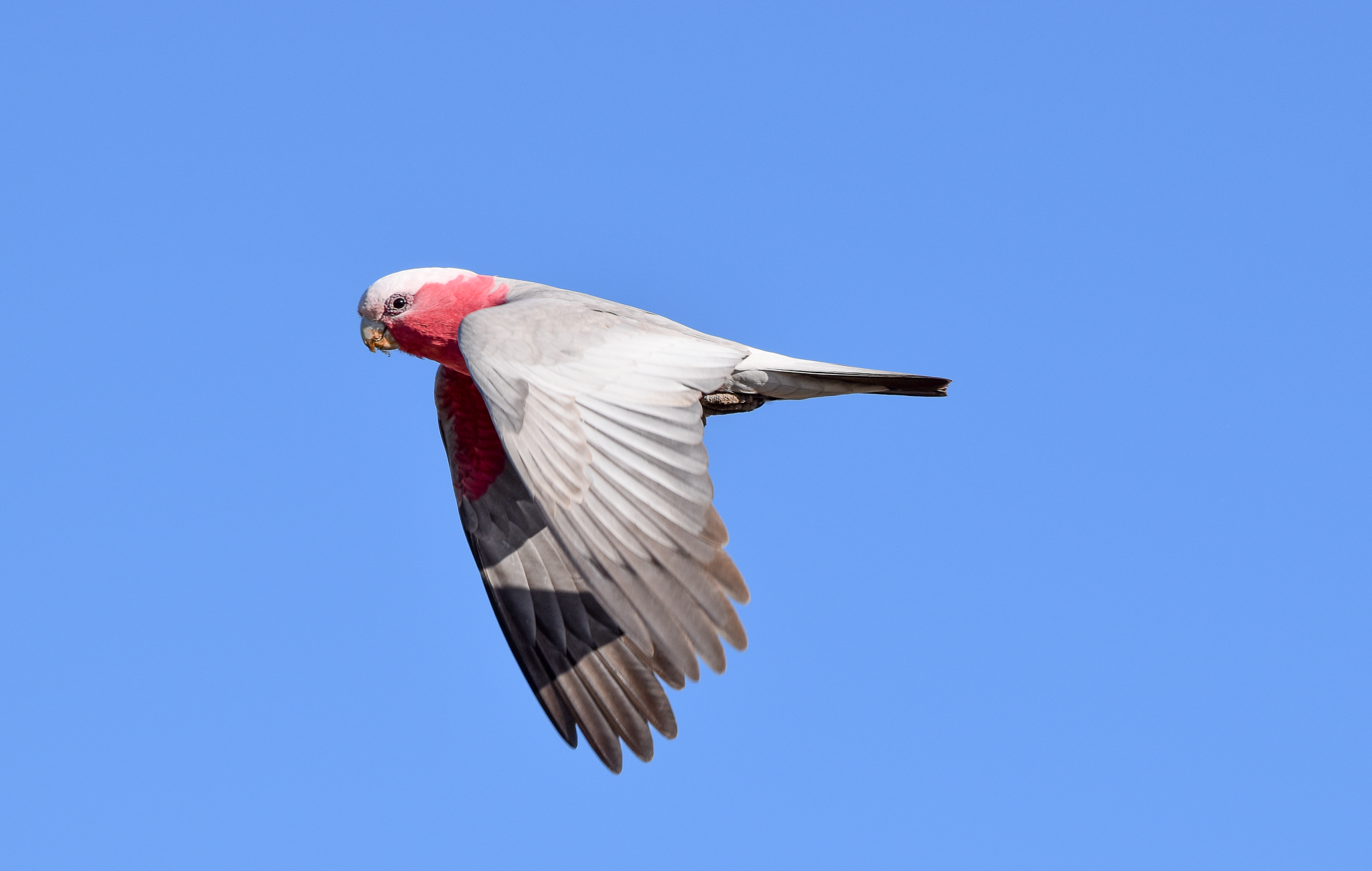 Galah