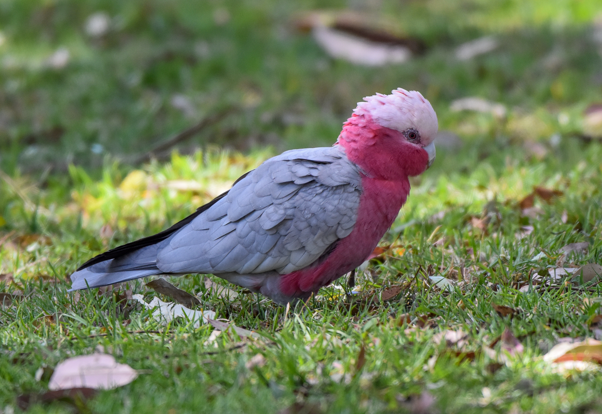 Galah