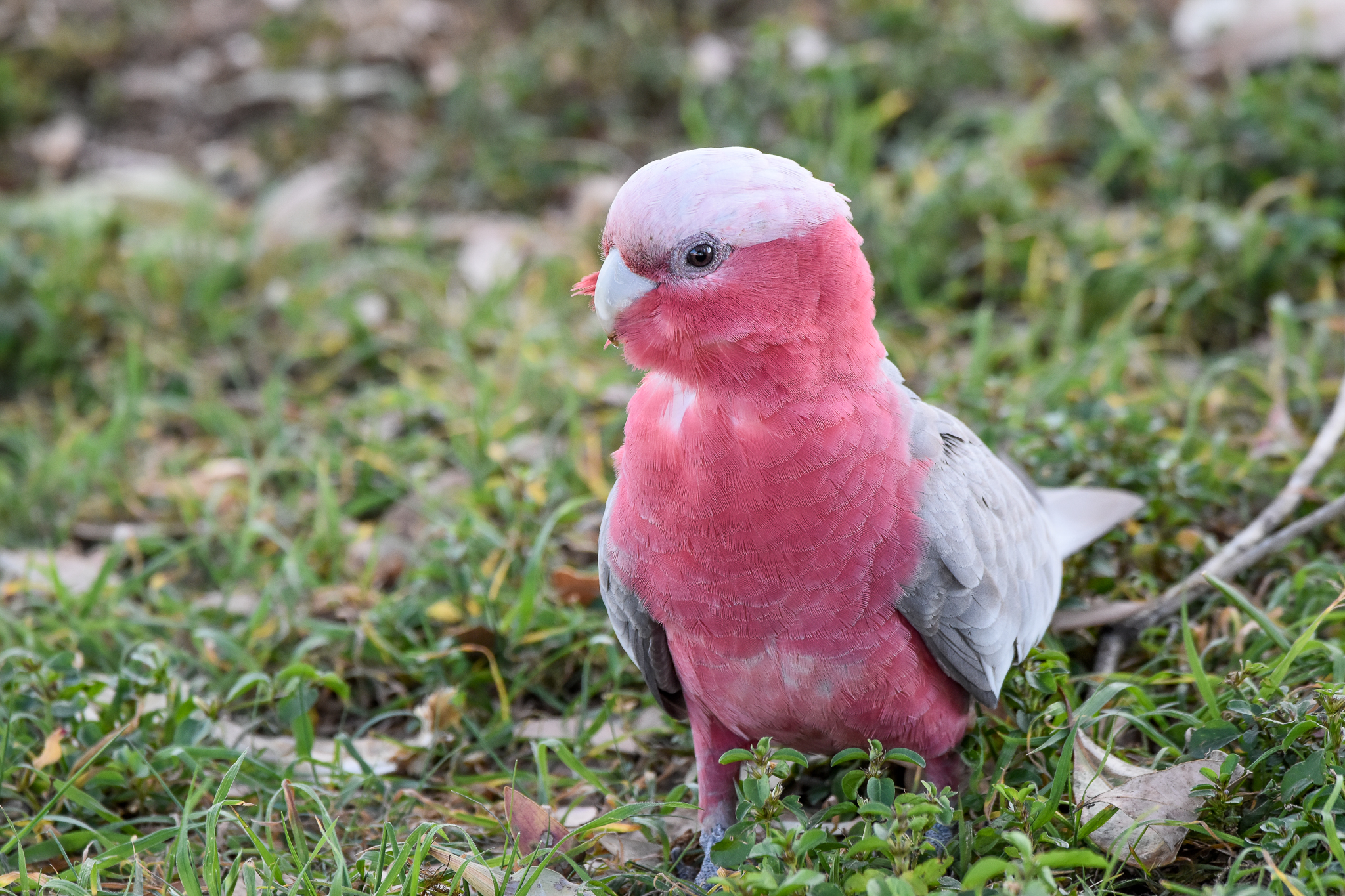 Galah