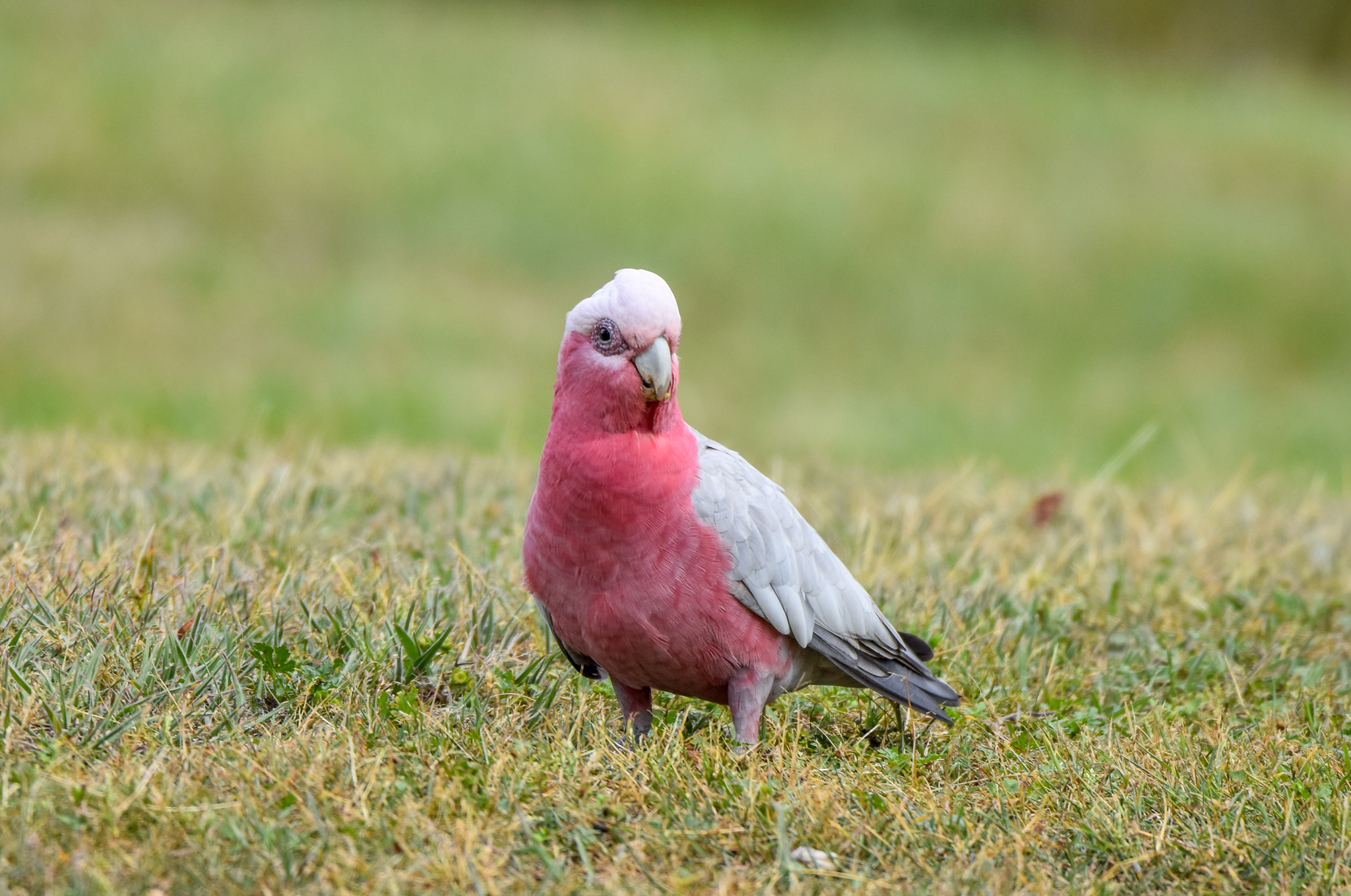 Galah