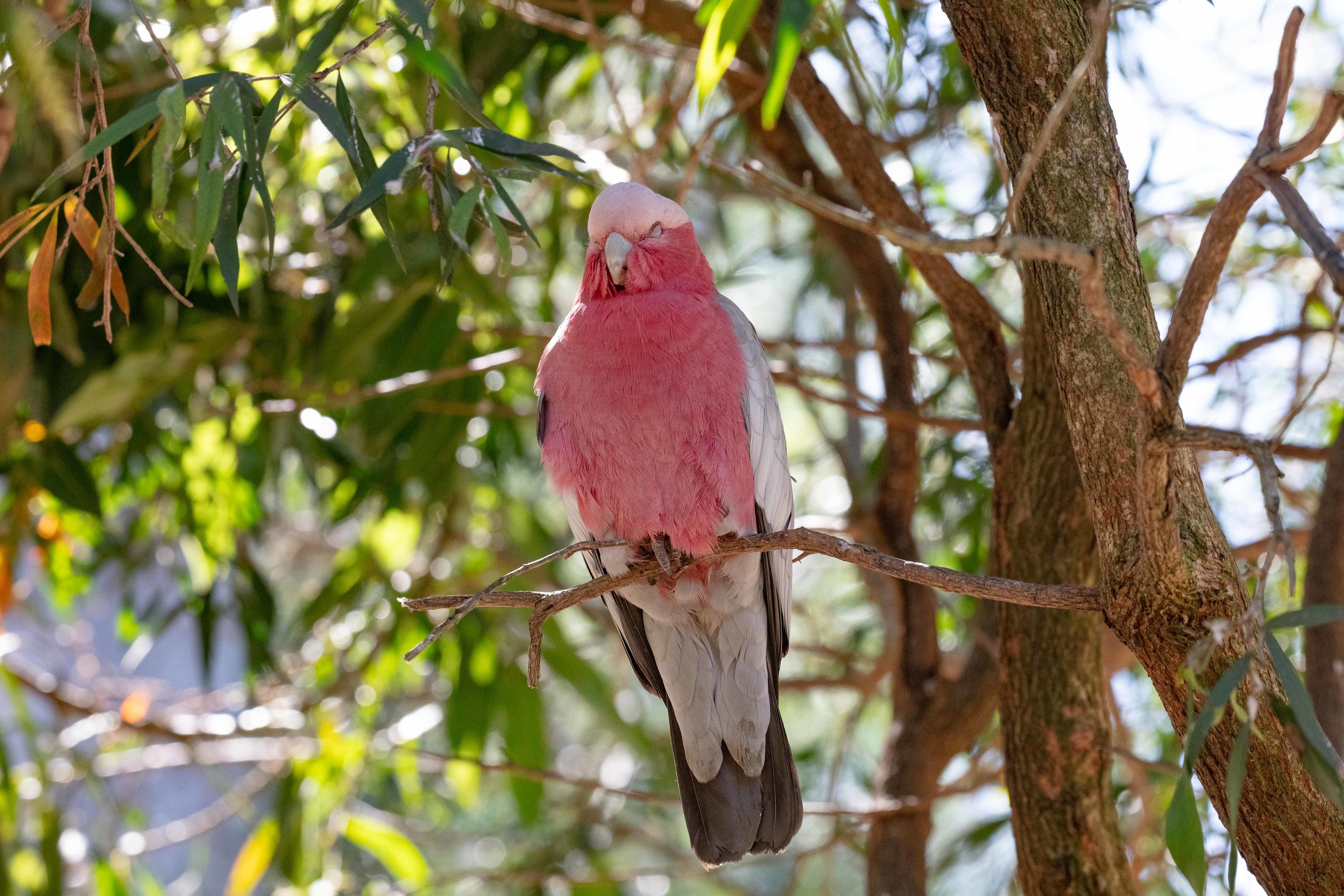 Galah