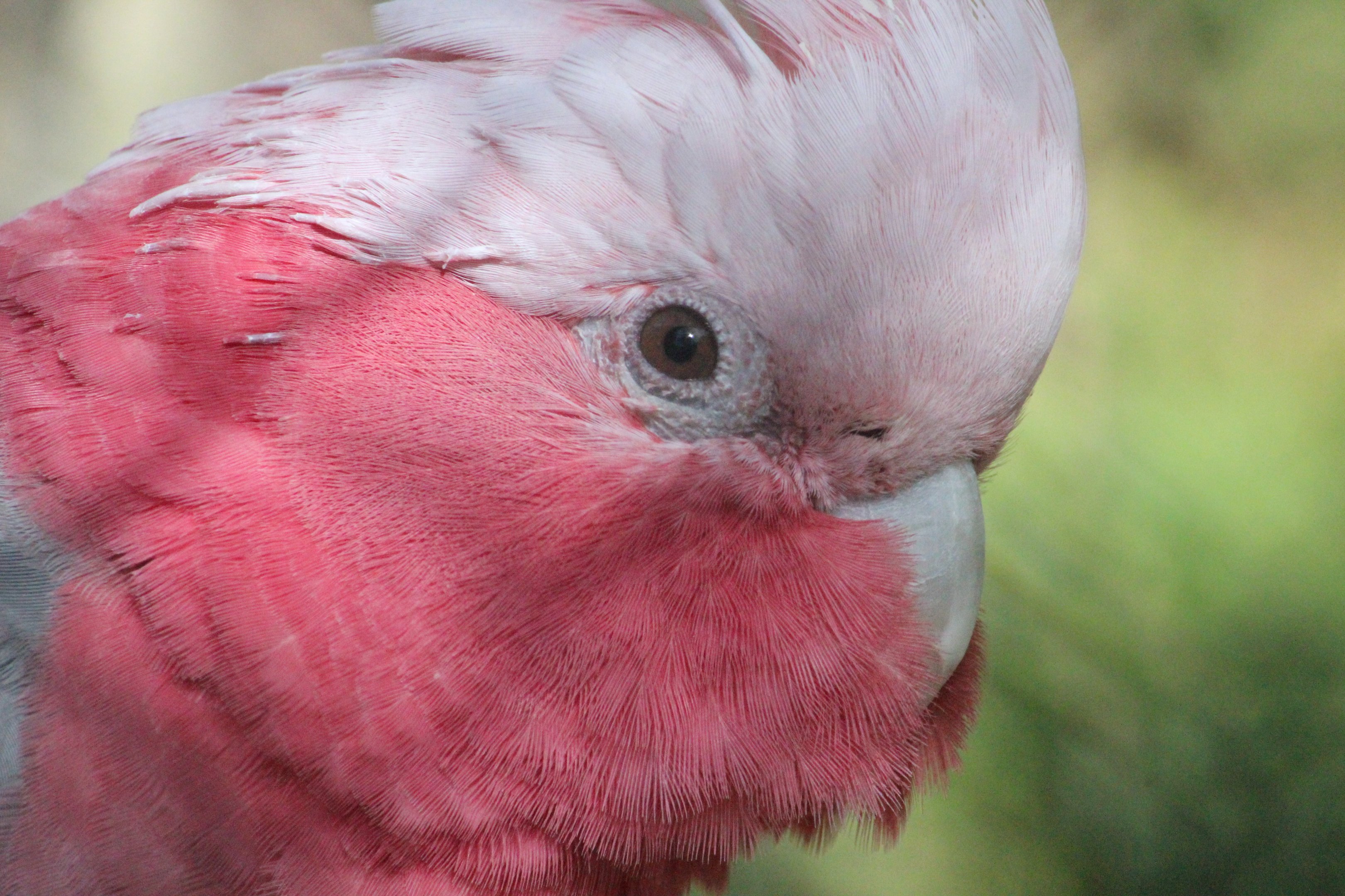 Galah