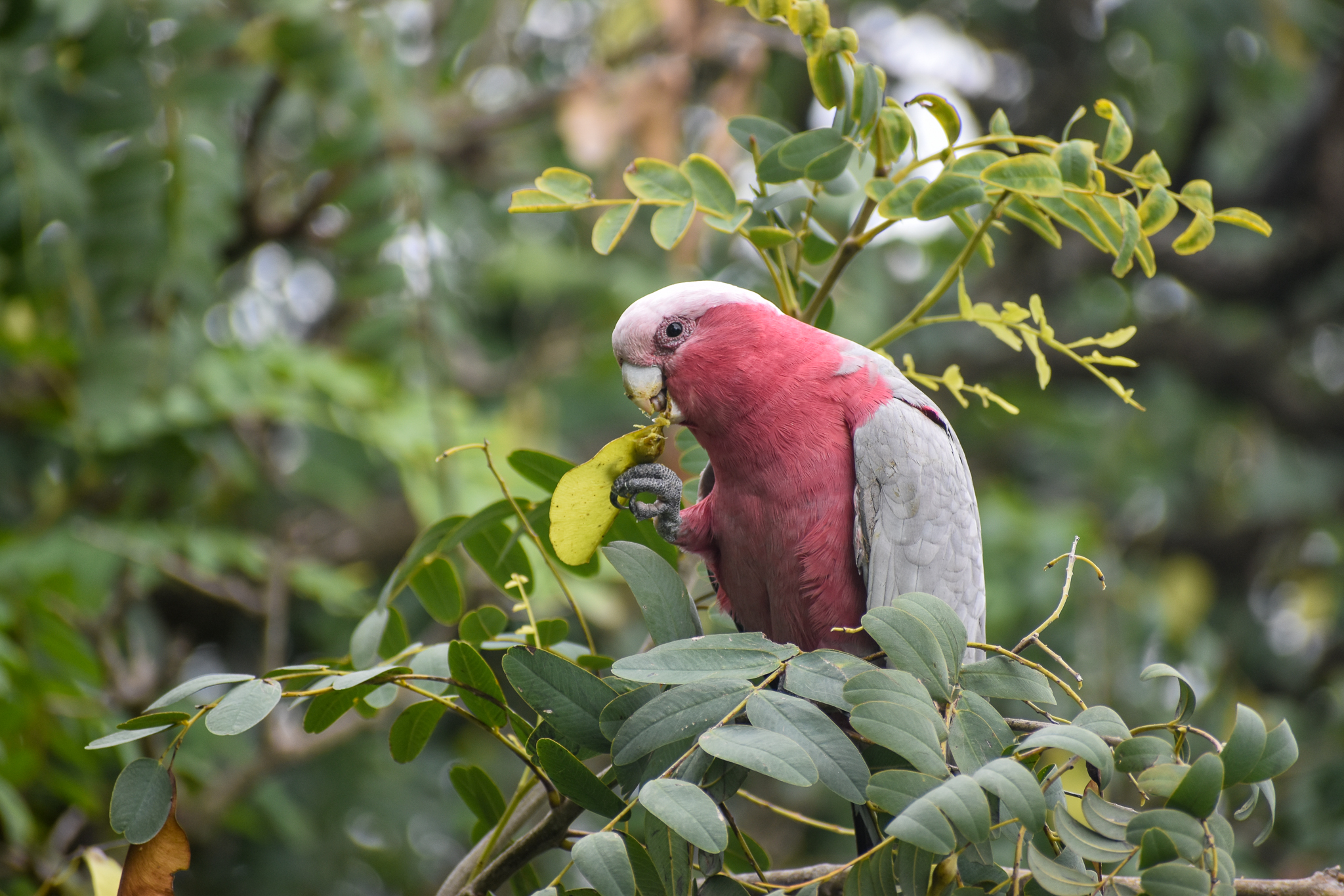 Galah