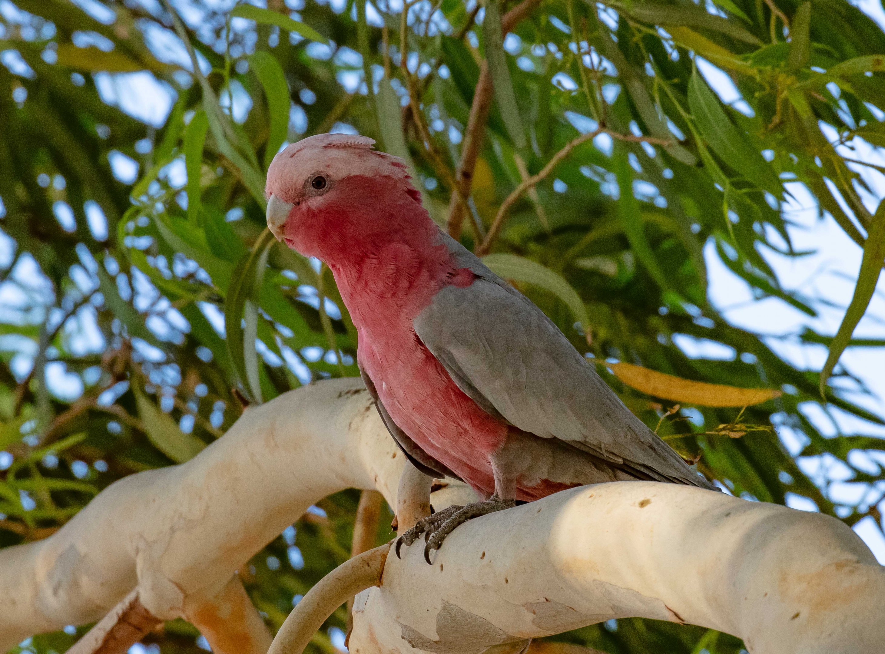 Galah