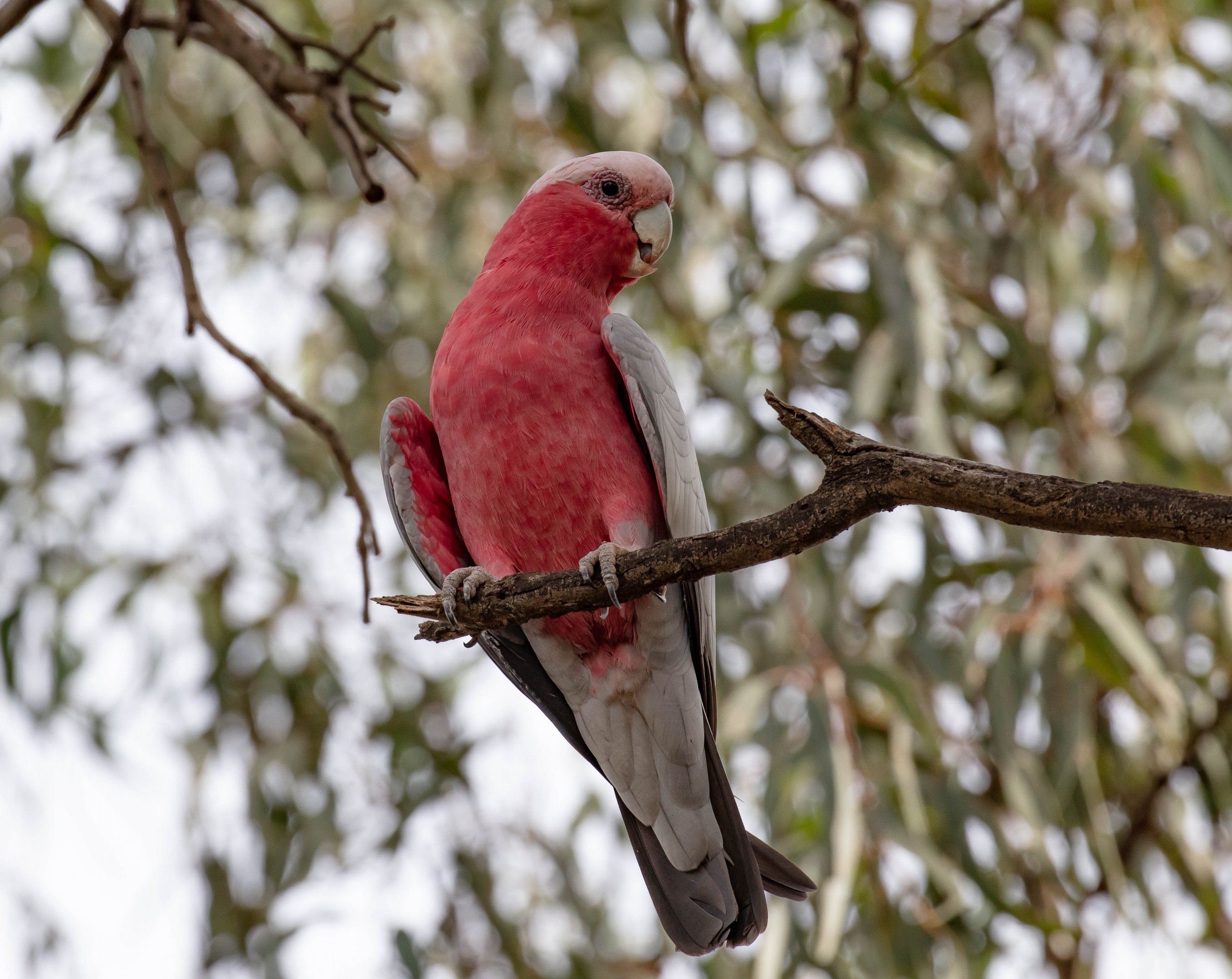 Galah