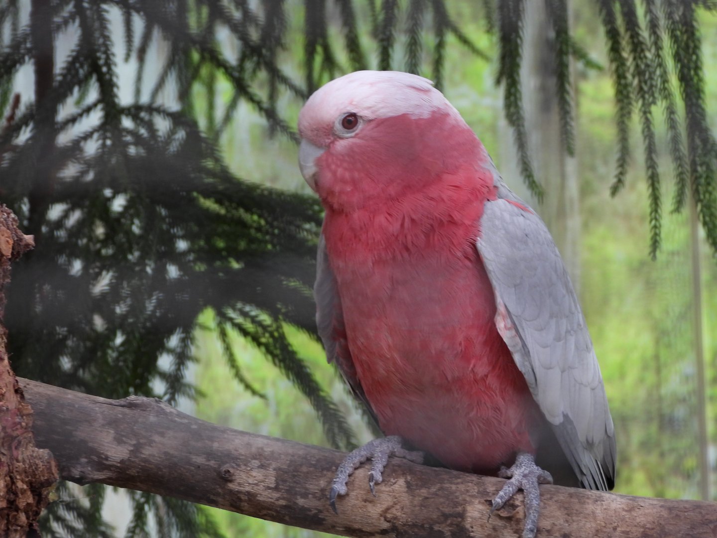 Galah