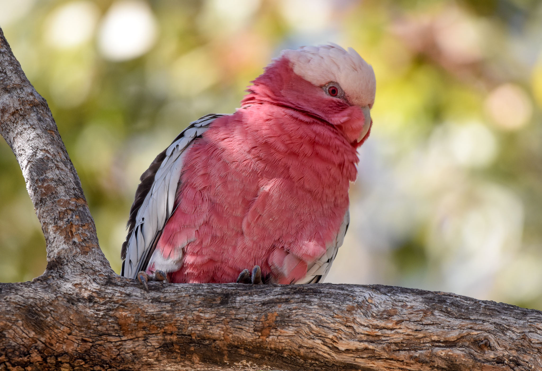 Galah