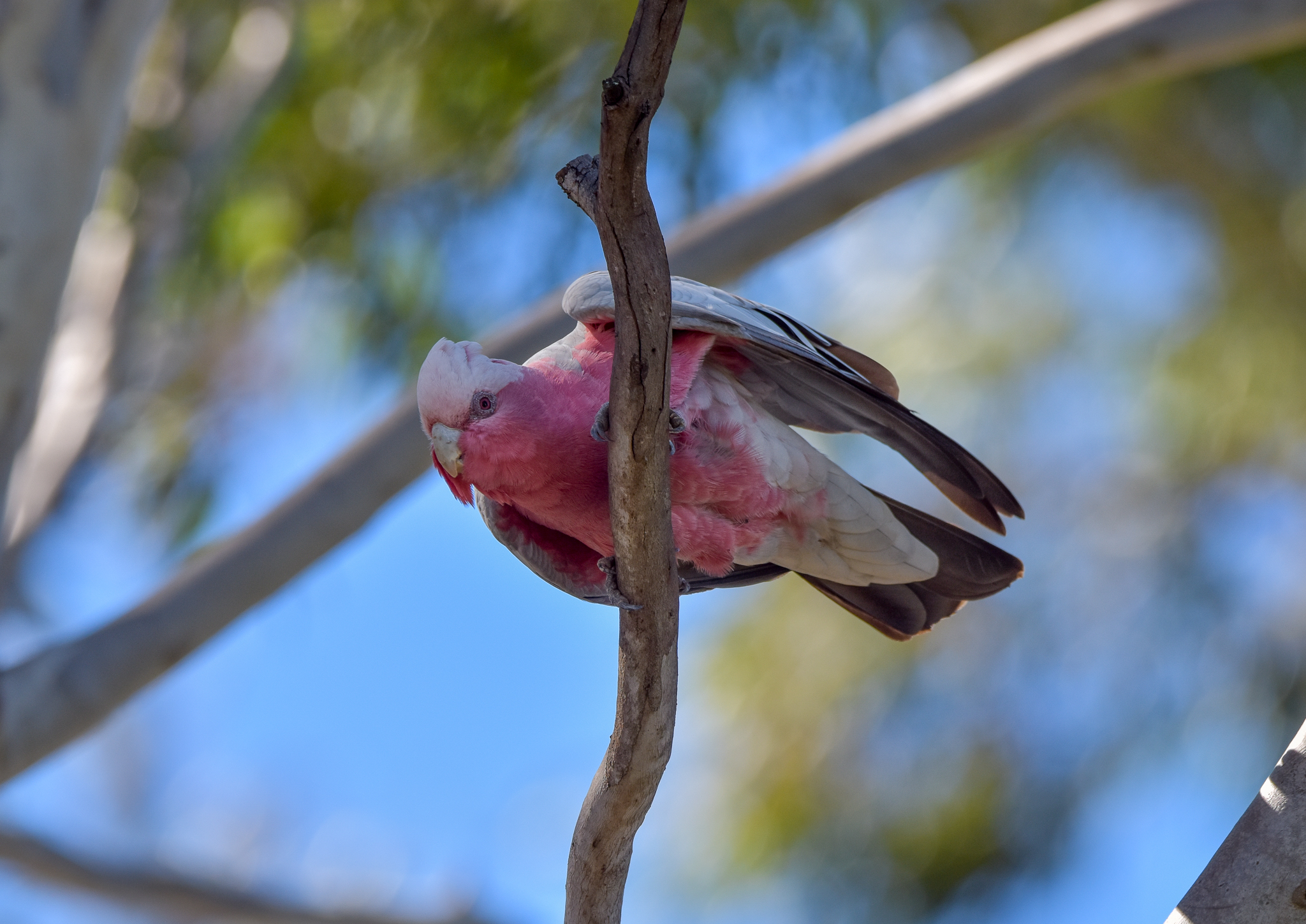Galah
