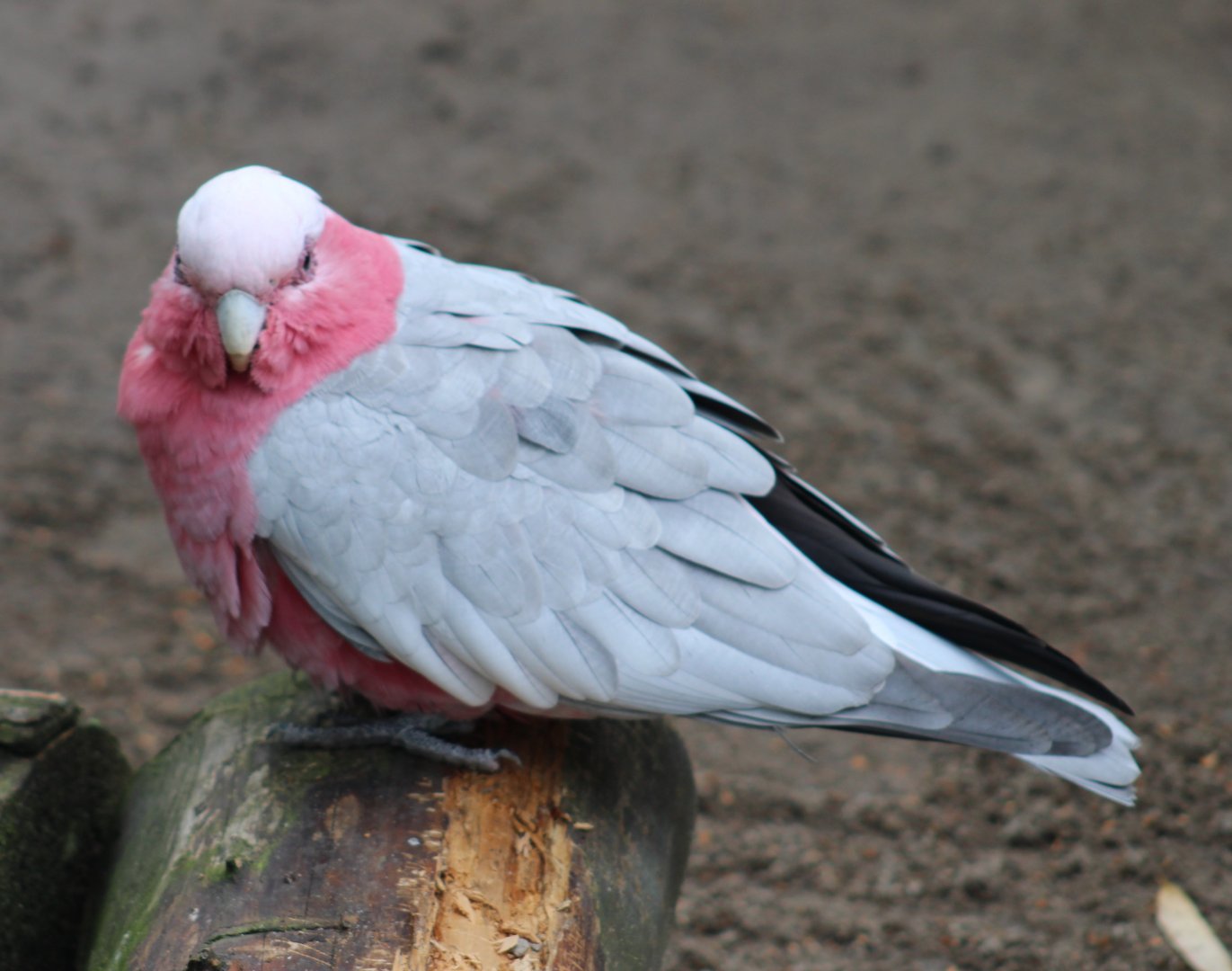 Galah