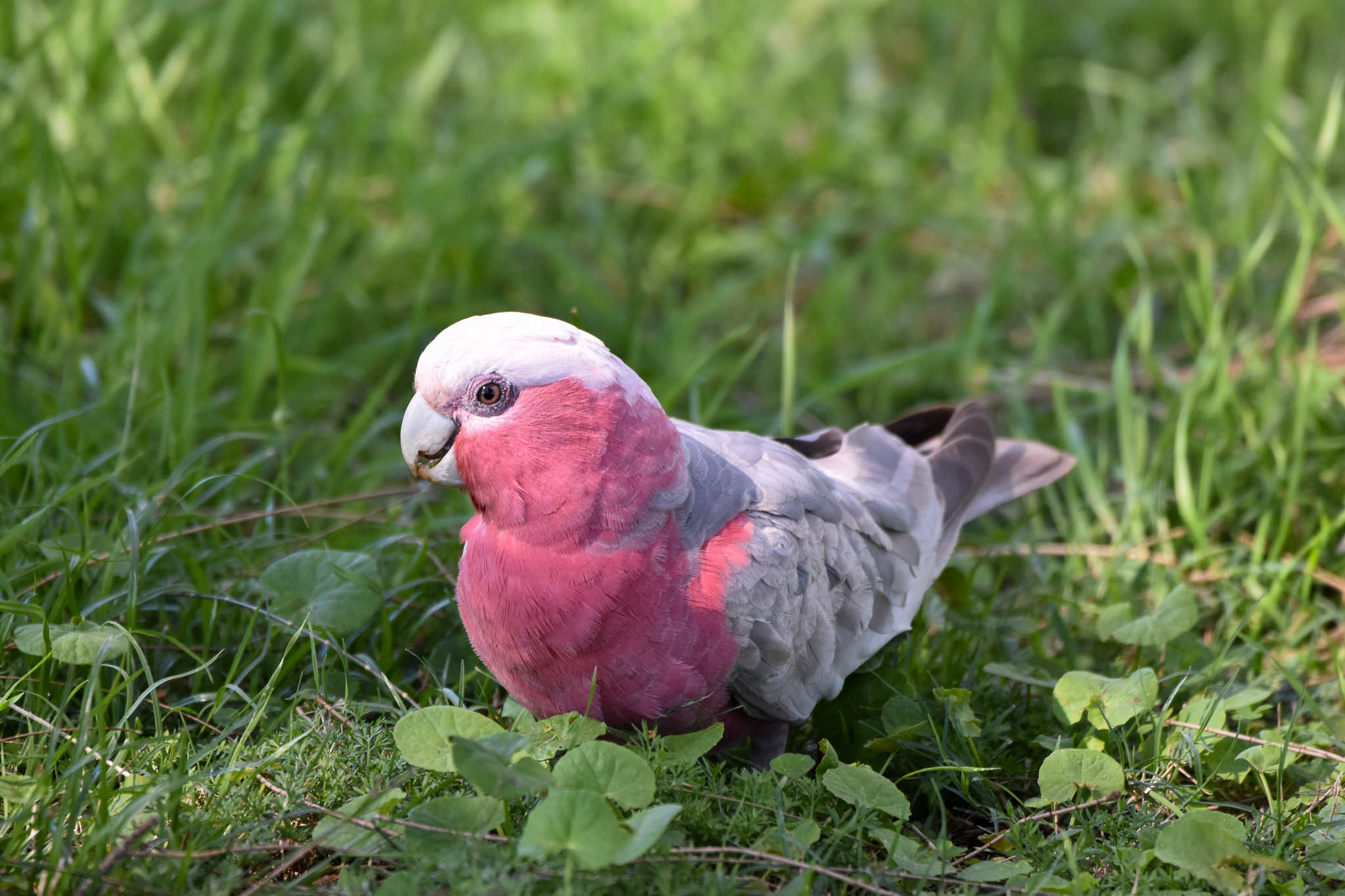 Galah