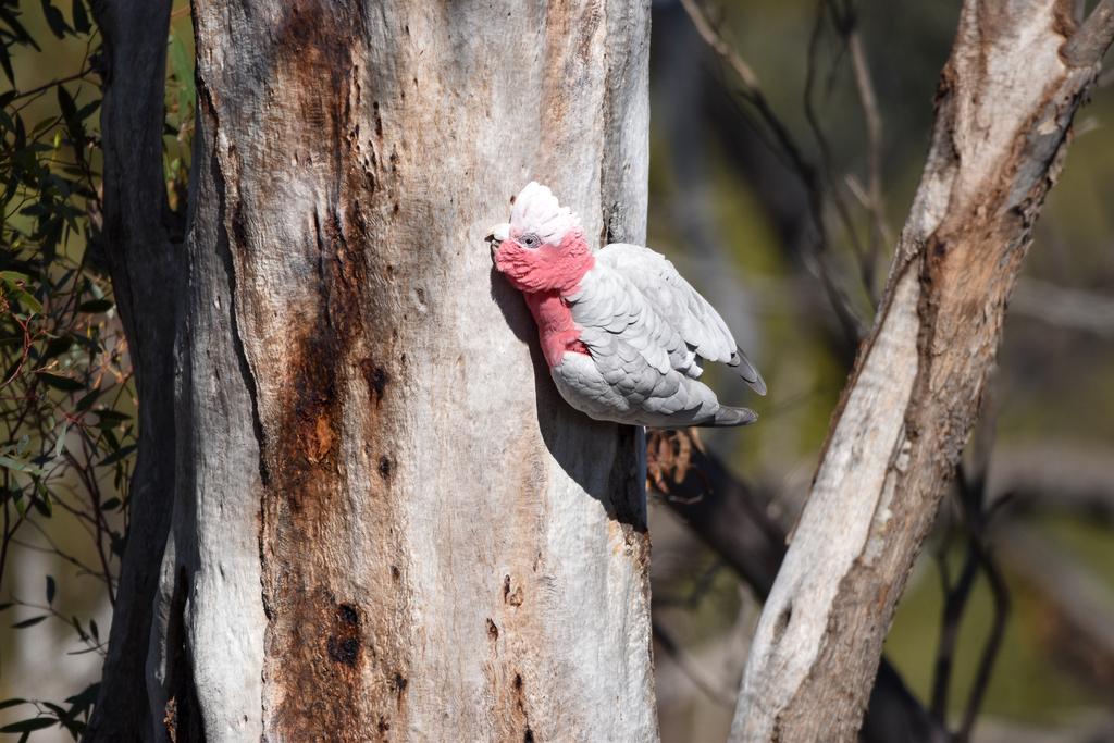 Galah