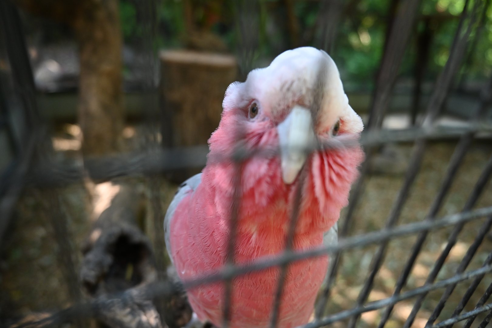 Galah