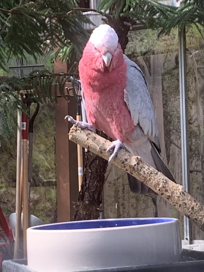 Galah