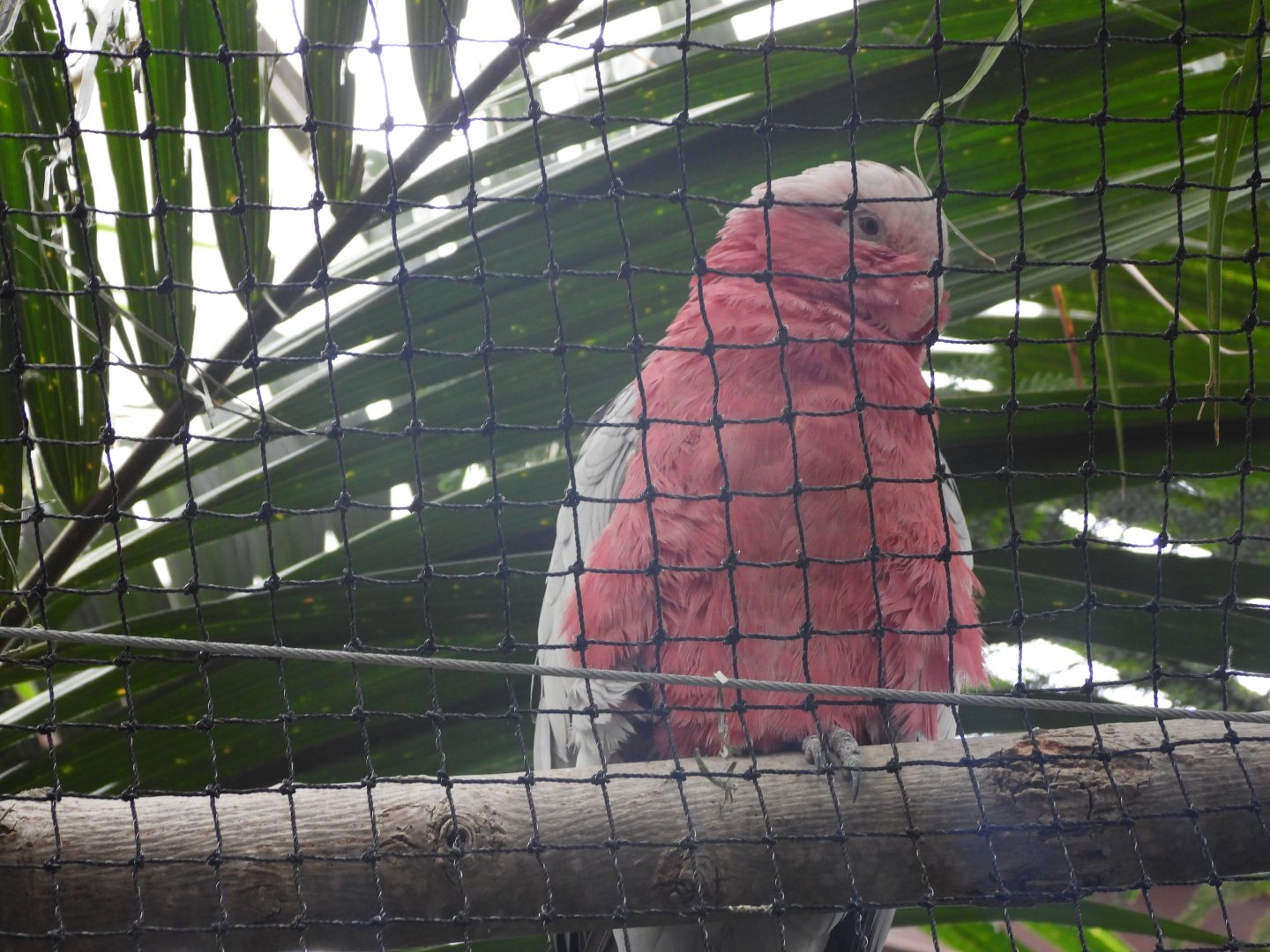 Galah