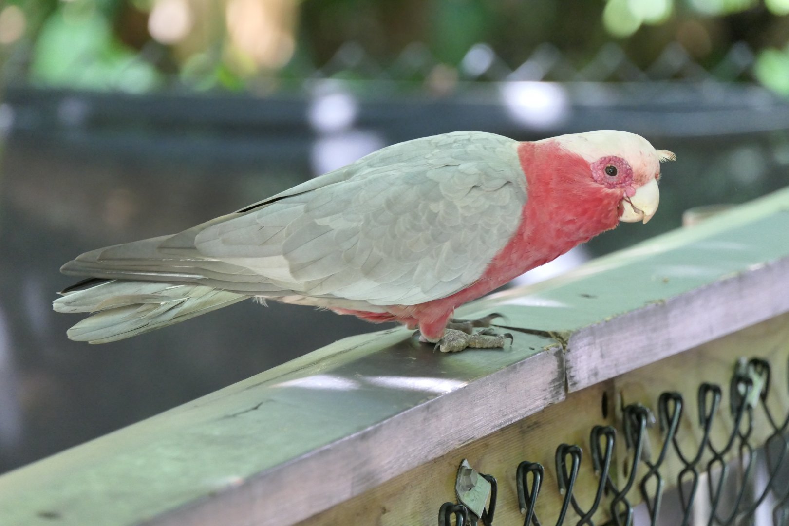 Galah