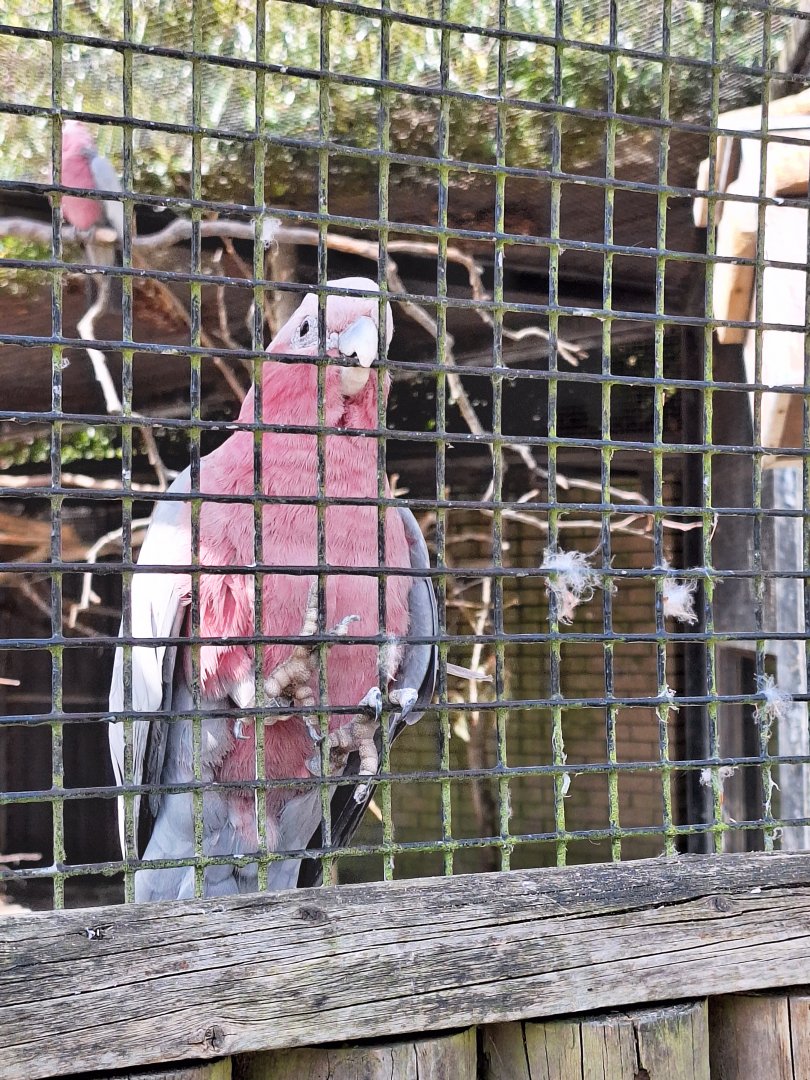 Galah
