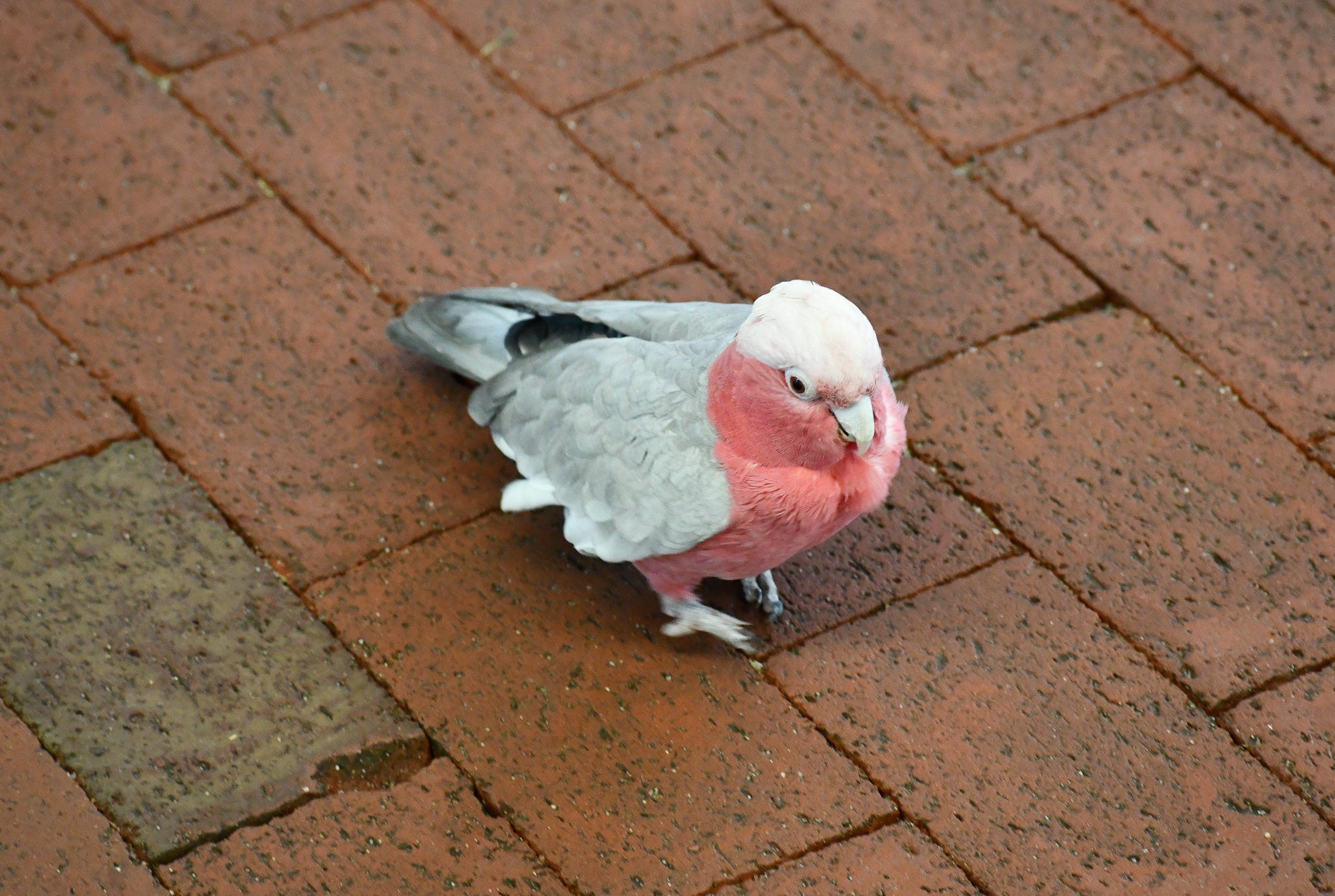 Galah