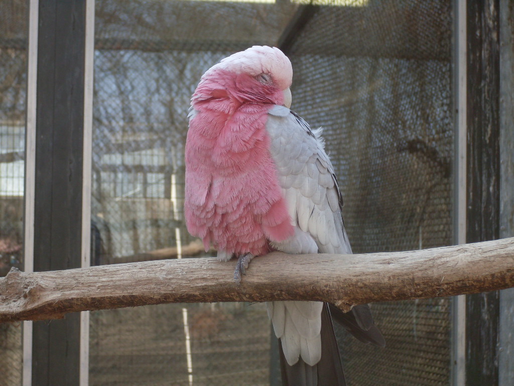 Galah