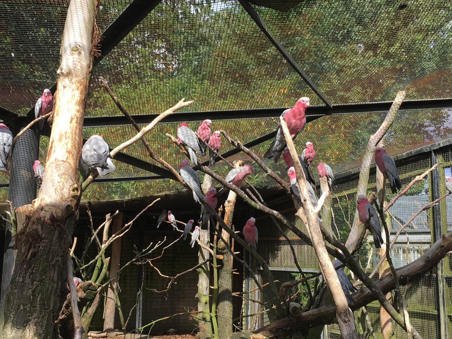 Galahs 040817