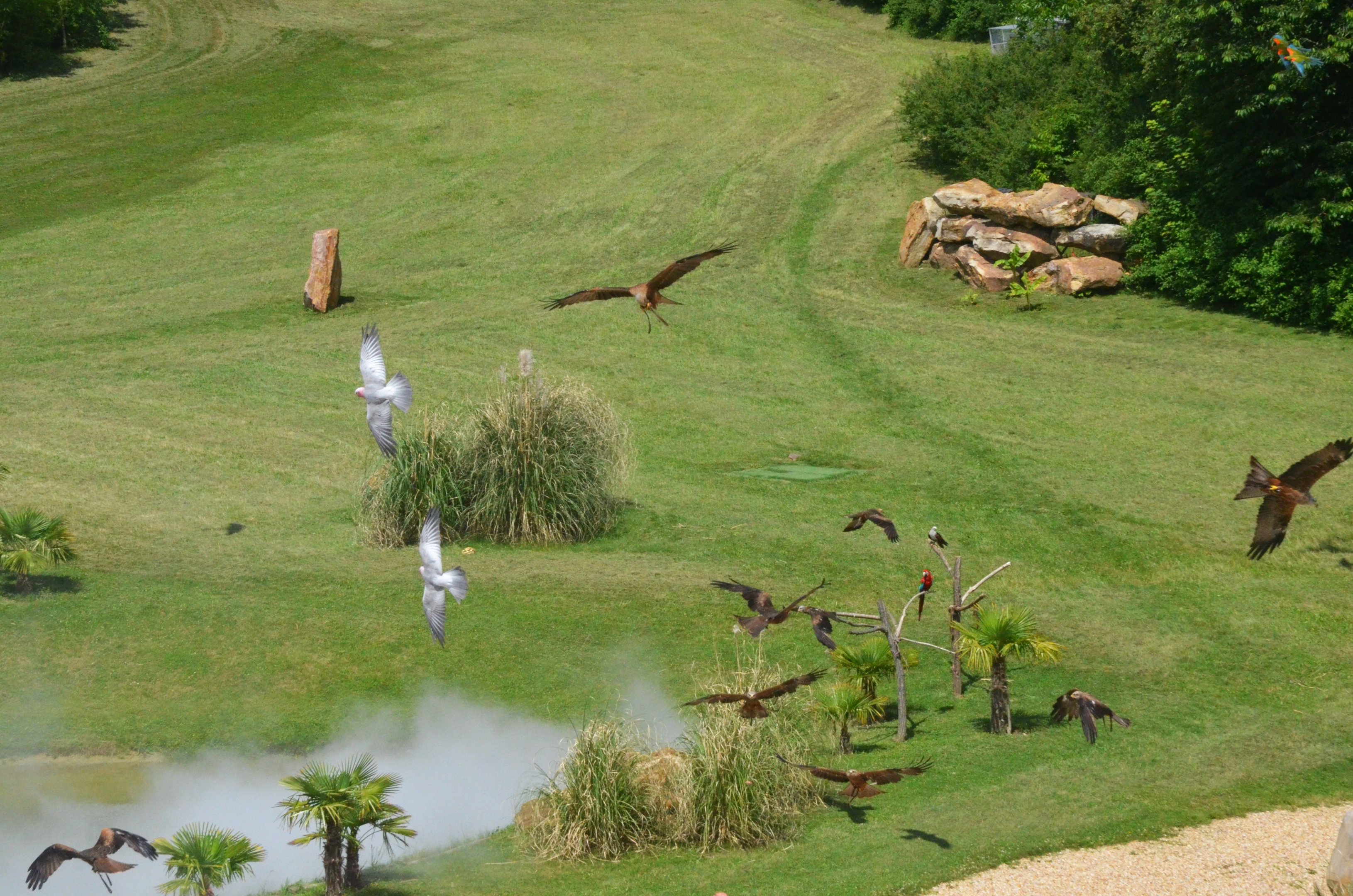 Galahs and Kites - Les Maîtres des Airs at Beauval, 12/06/18
