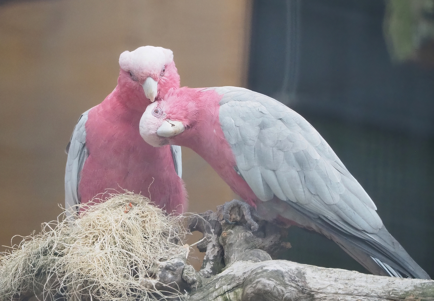 Galahs (Eolophus roseicapilla), 2022-08-28