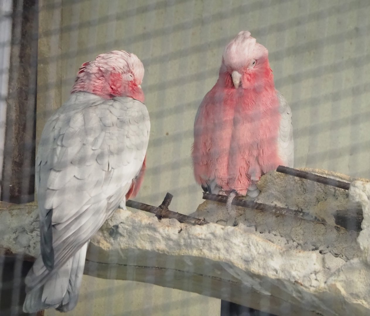 Galahs (Eolophus roseicapilla), 2023-10-07