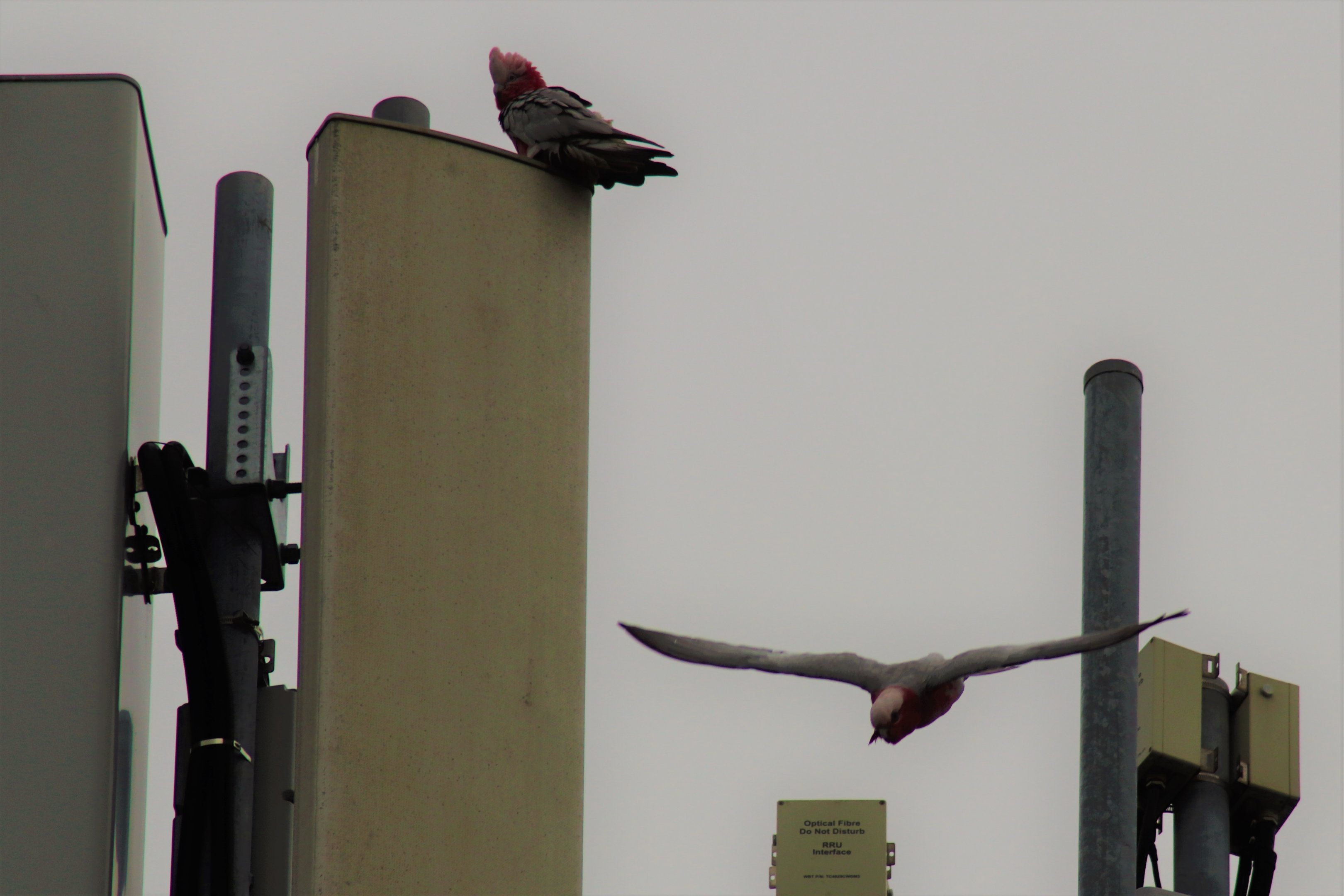 Galahs (Eolophus roseicapilla) On a Mobile Phone Tower