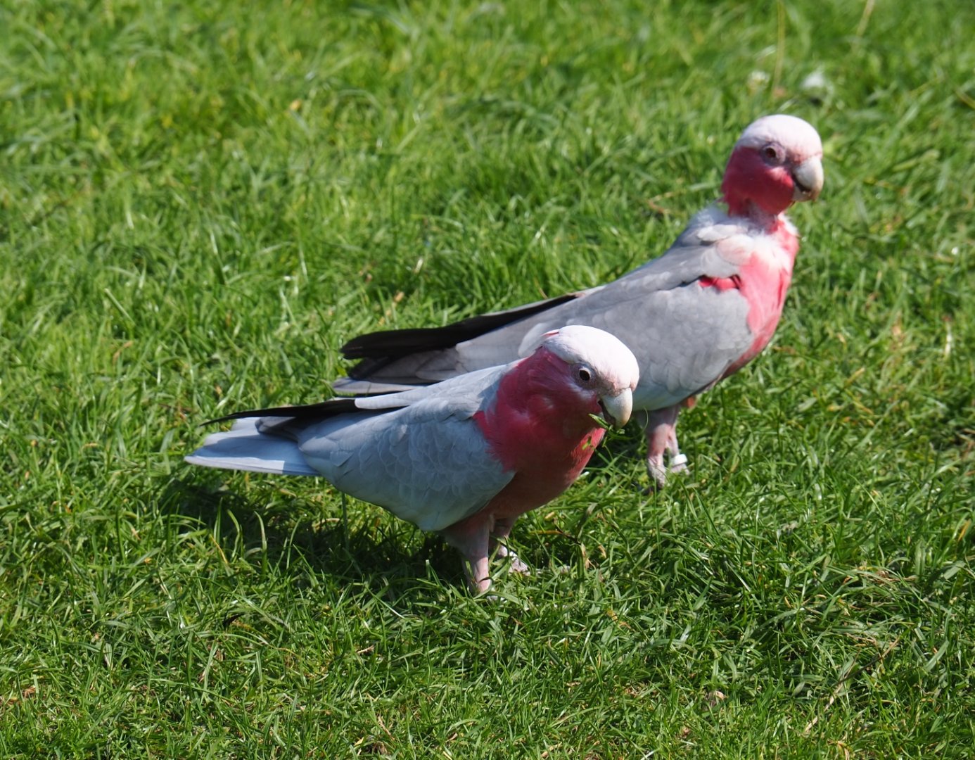 Galahs (Eolophus roseicapilla), Sep 2nd, 2018