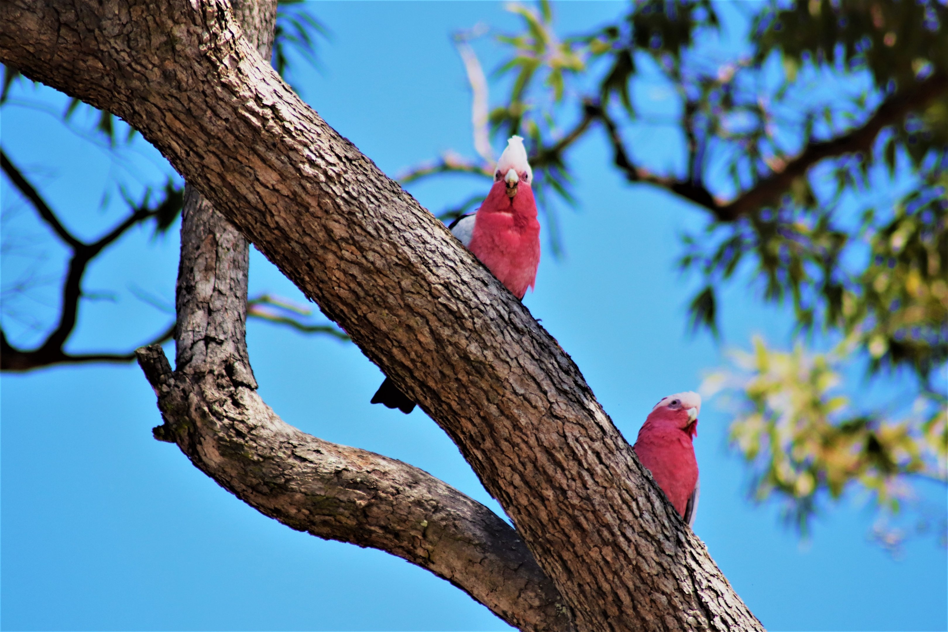 Galahs (Eolophus roseicapilla)