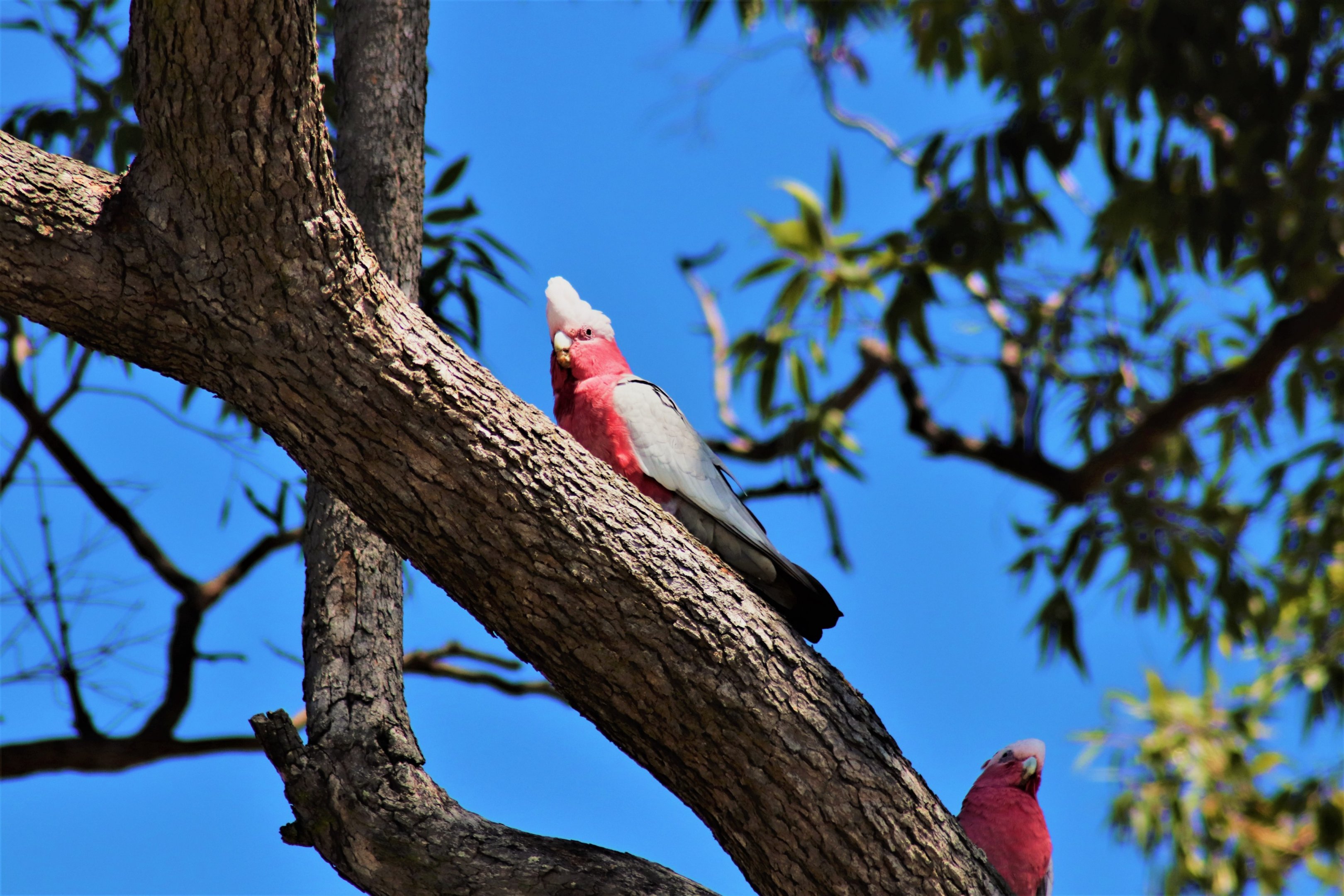 Galahs (Eolophus roseicapilla)